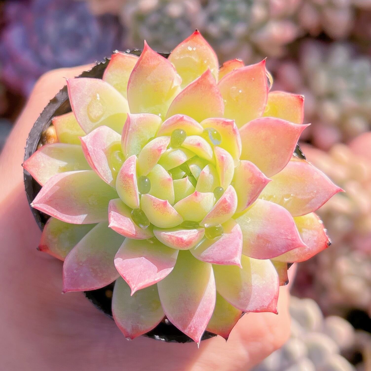 現品　レッドジェイド#2185　るる農園