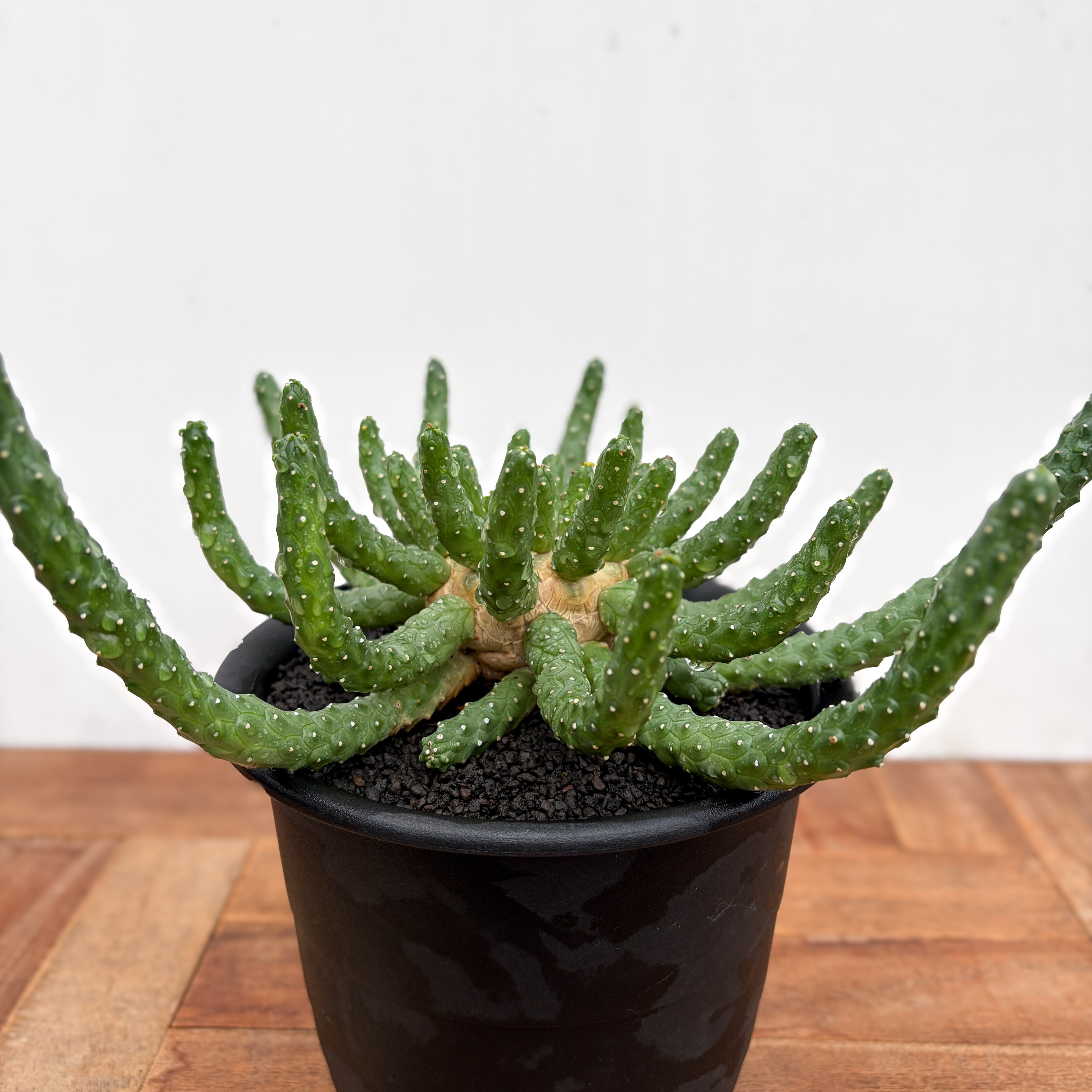 Euphorbia inermis【ユーフォルビア・イネルミス・九頭竜】 | RIMO'S