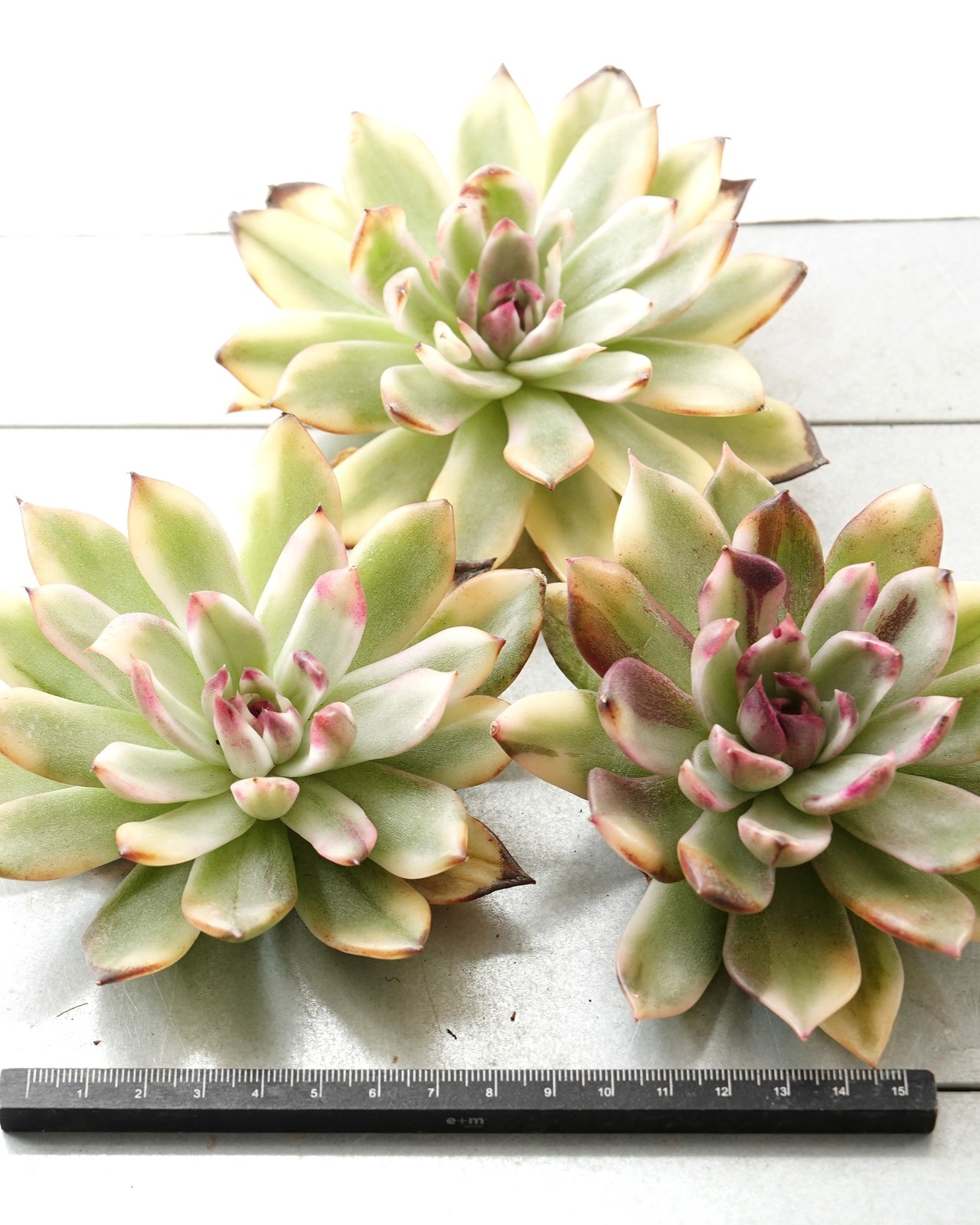 一部発根済カット苗 フレイムマウンテン錦 L Echeveria 'Flame Mountain' Variegated