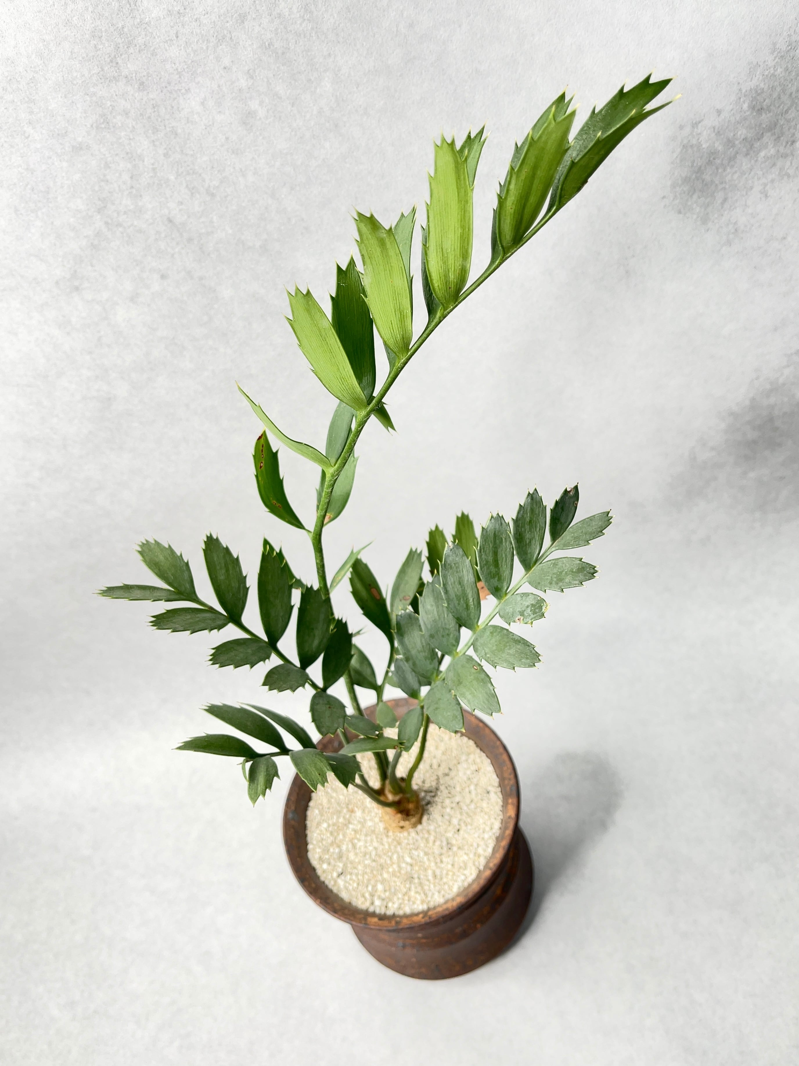 エンセファラルト ホリダス1 輸入株] エンセファラルトス ホリダス Encephalartos horridus（1
