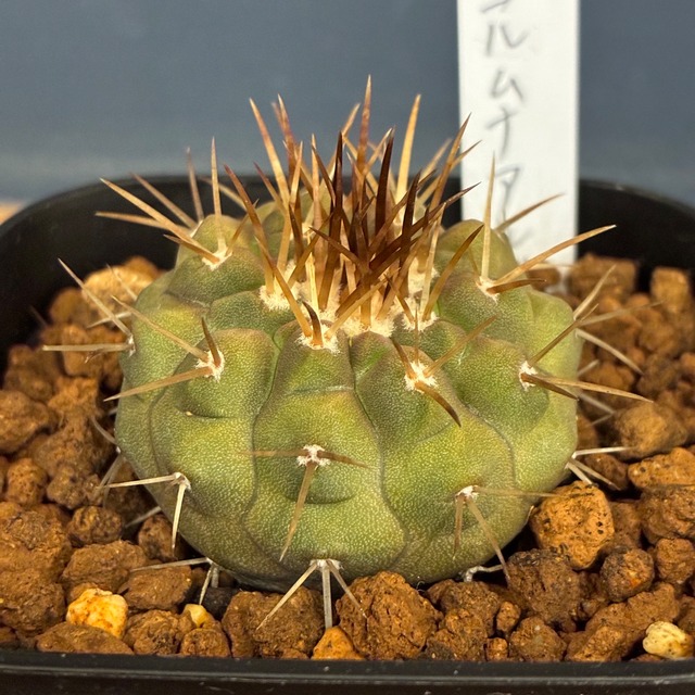 【Copiapoa】サボテン　コピアポア　コルムナアルバ　孤竜丸 実生【307】