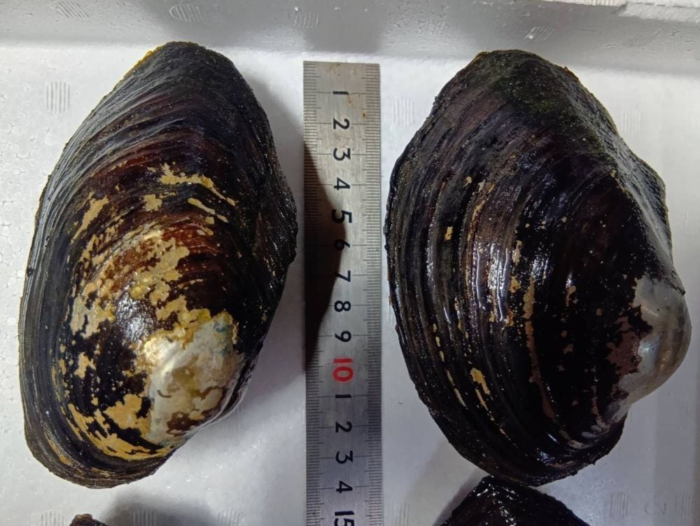 ドブガイ(淡水二枚貝)Lサイズ 5個セット / タナゴ類の繁殖用に
