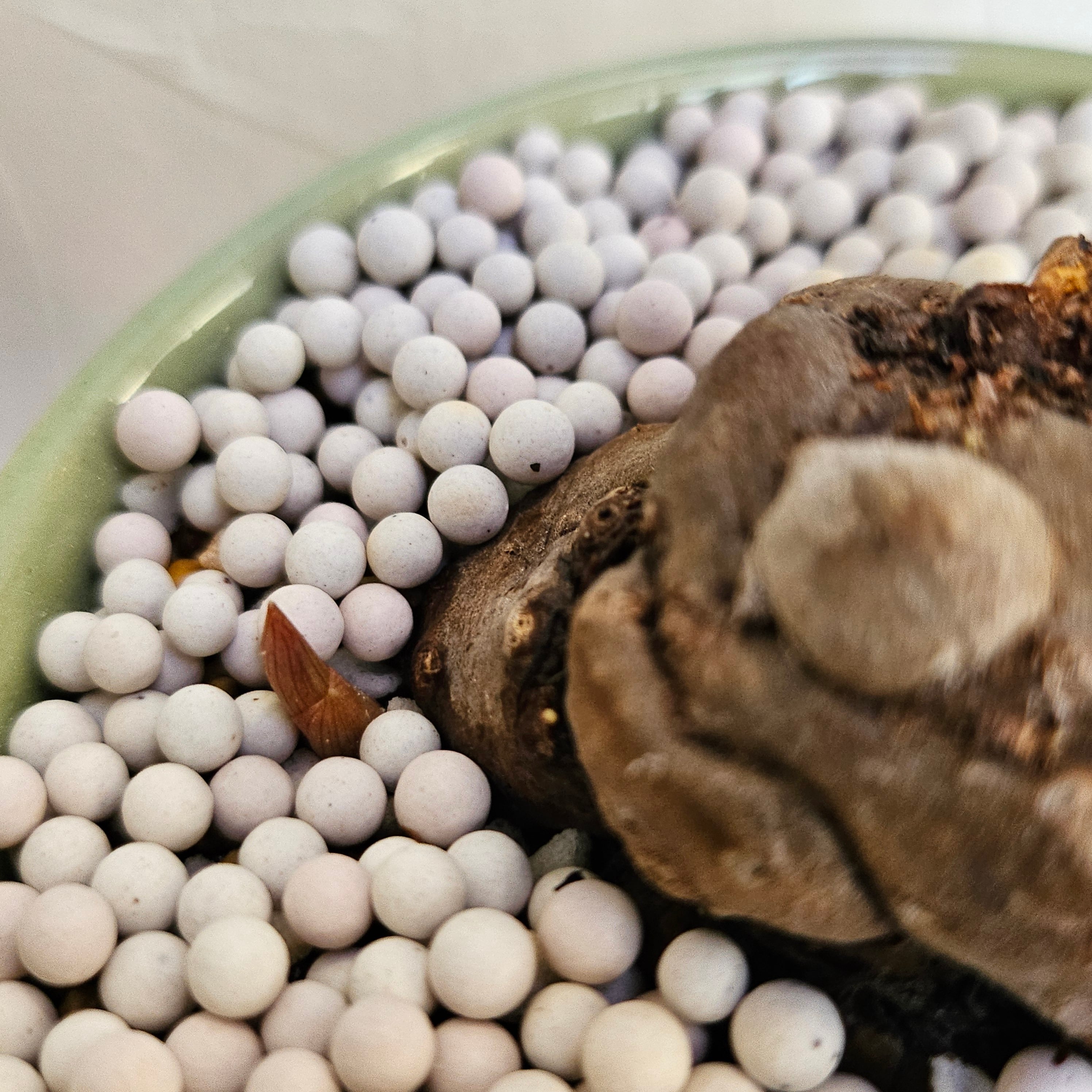 ♡レア〚 アモルフォファルス アトロビリディス 〛 Amorphophallus