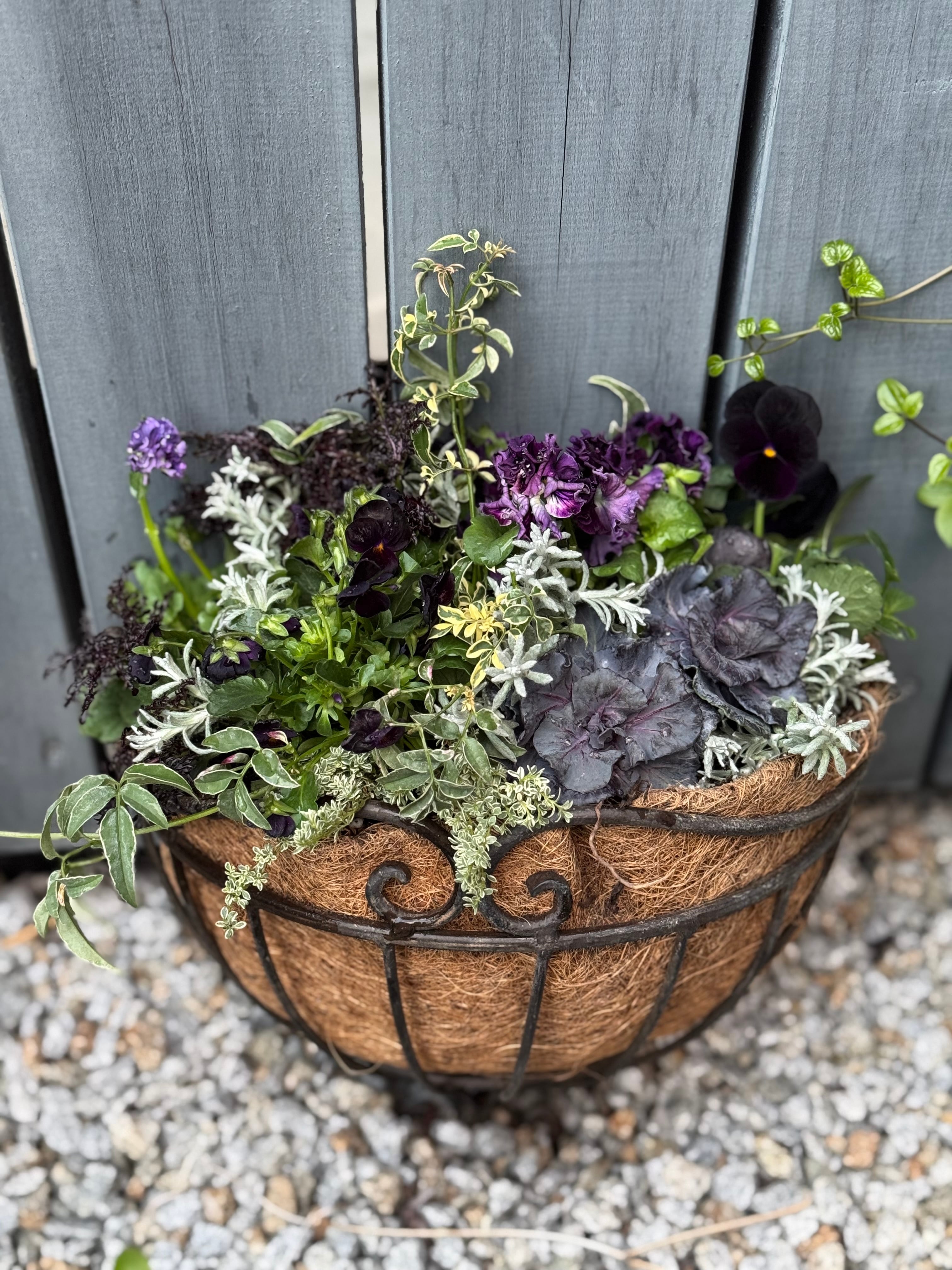 ③豪華寄せ植えセット 10苗 同梱発送 ③豪華寄せ植えセット 10苗 同梱発送 楽天市場】寄せ植え セット（開花