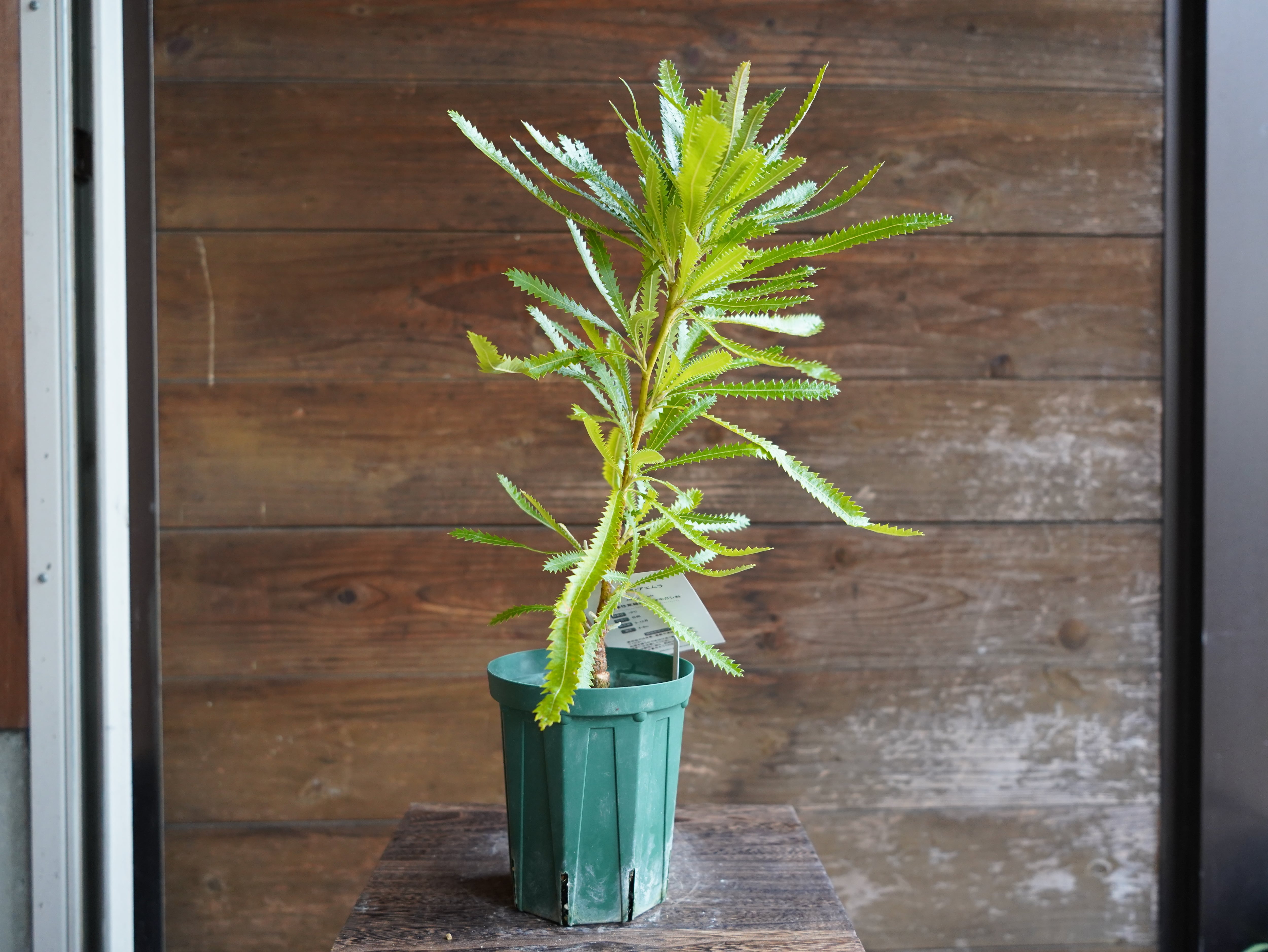 【現物】バンクシア　”アエムラ”　B