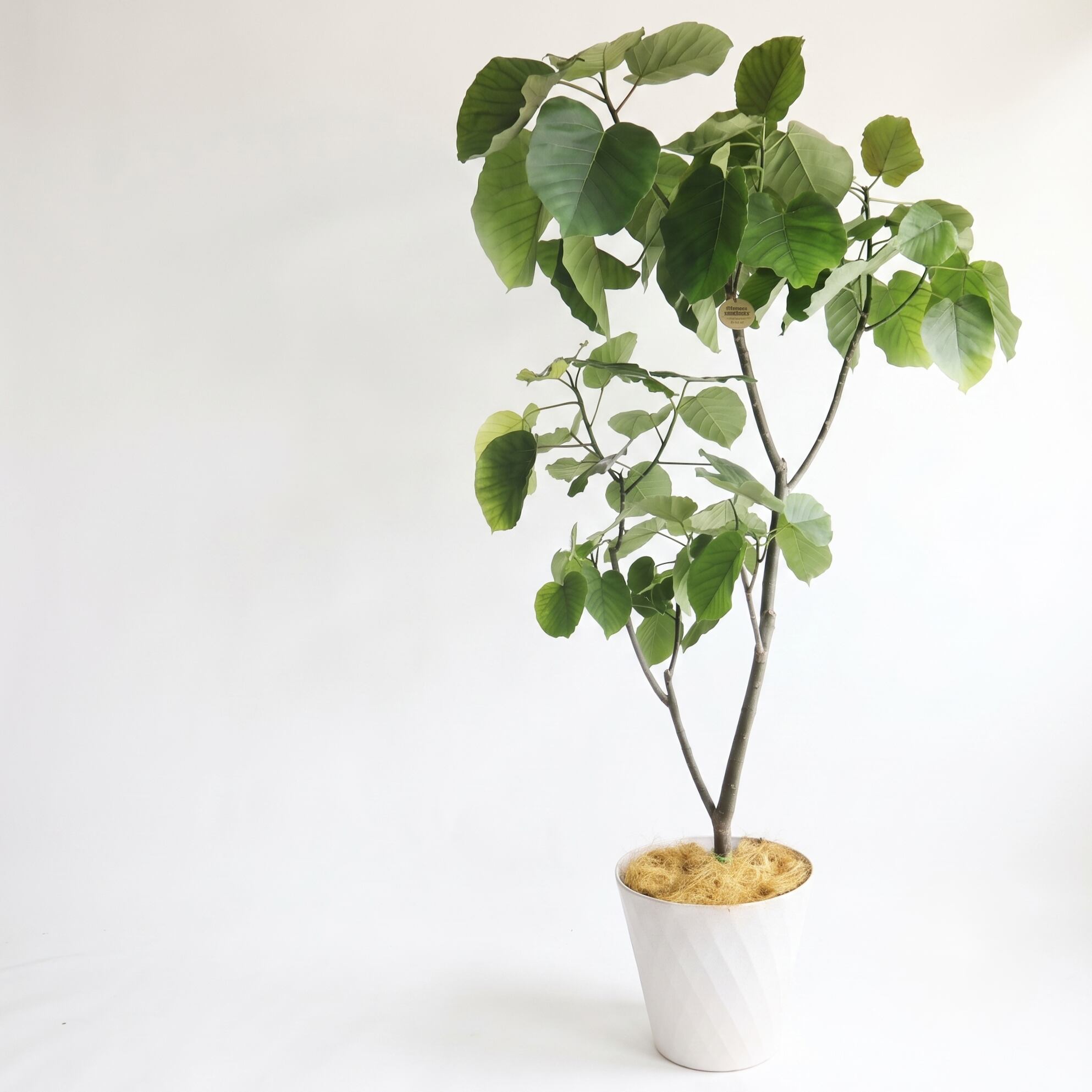 観葉植物「フィカス・ウンベラータ」 樹脂カバー10号 25,000円(税別