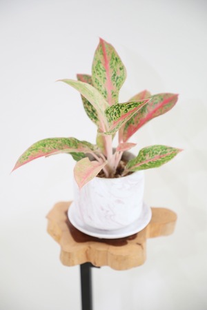 【希少】【M】アグラオネマ プレステージ ※【土不使用】※陶器鉢付き