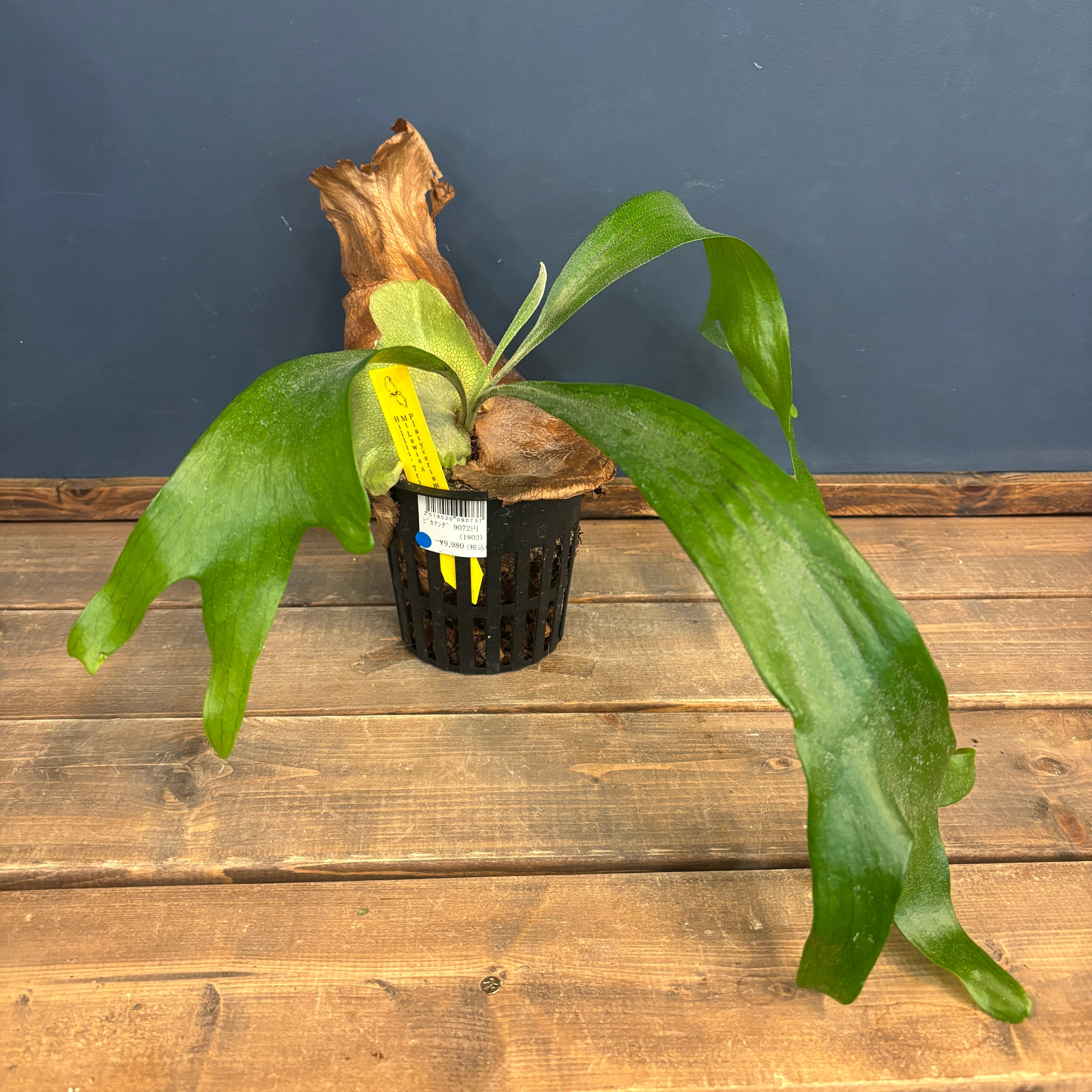 ビカクシダ | PROTOLEAF プロトリーフ