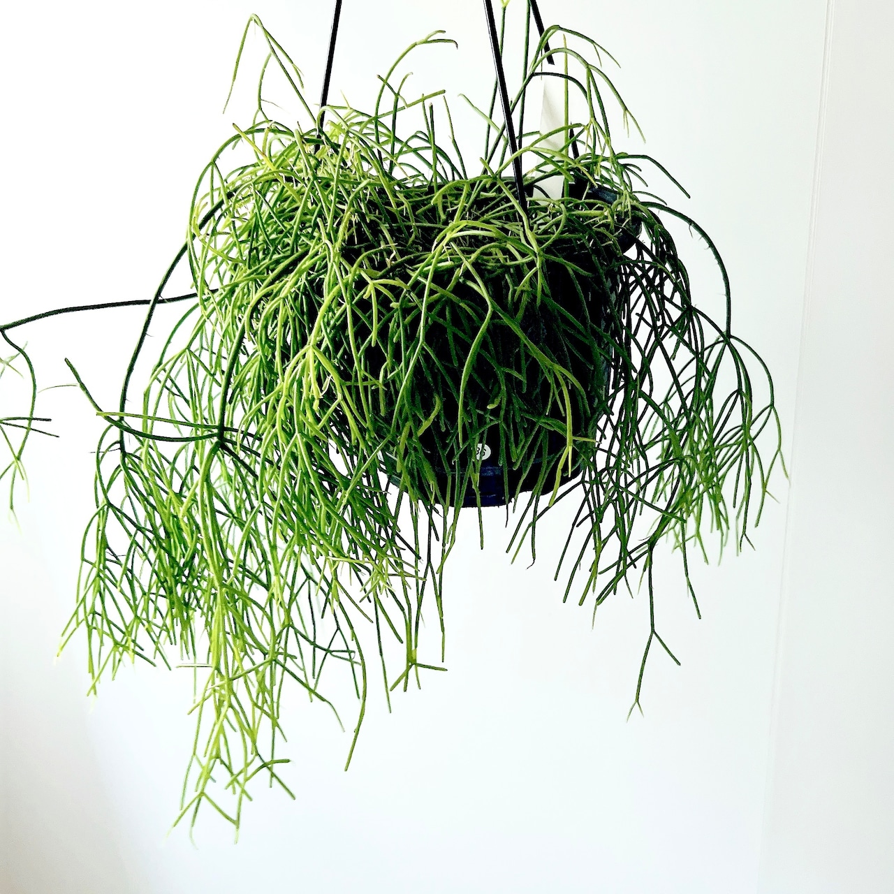 【再入荷】リプサリス カスッサ 透明感のある森林サボテン 観葉植物 calm cafe