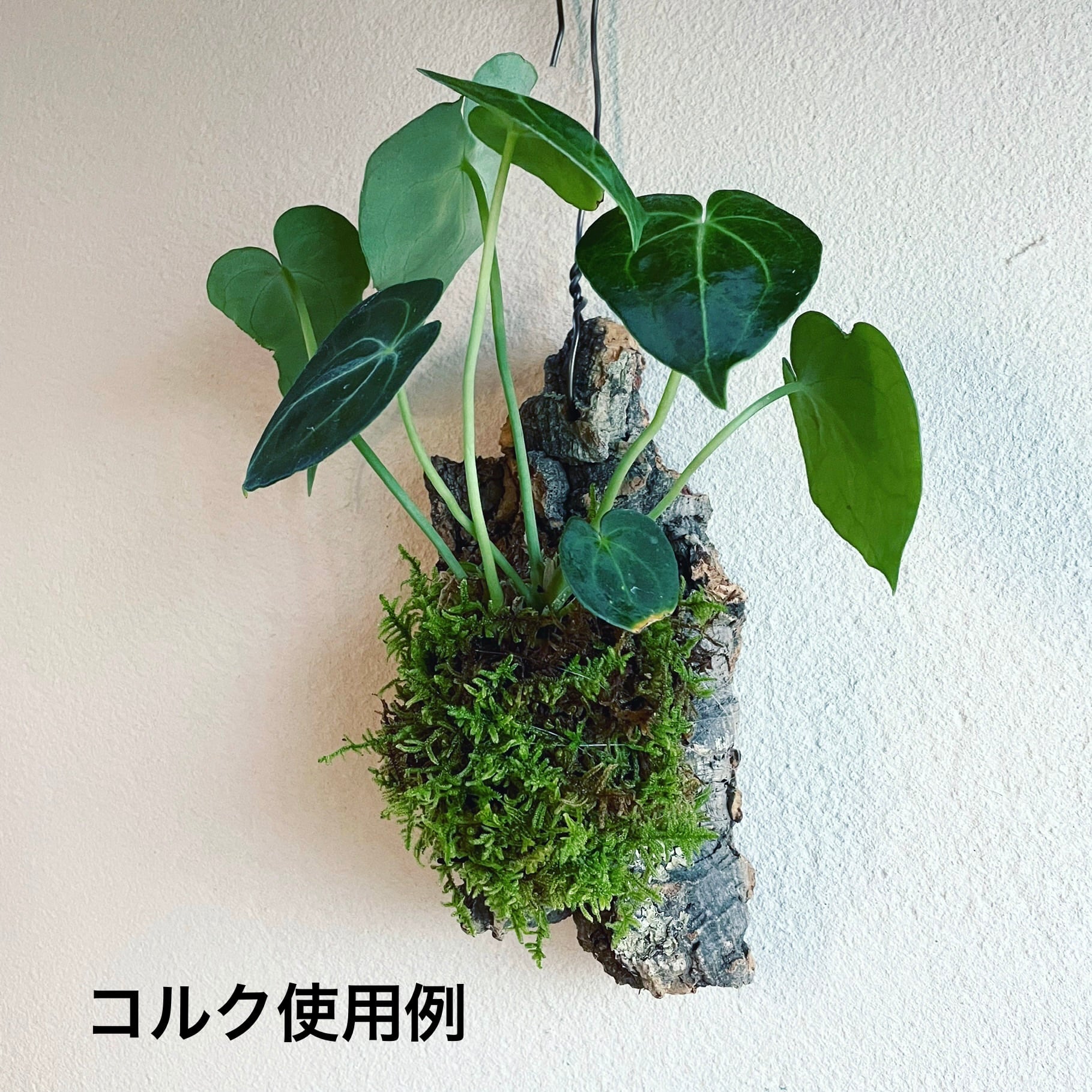 コルクセット 80サイズ箱詰め合わせ』【送料無料】 | MARX PLANTS