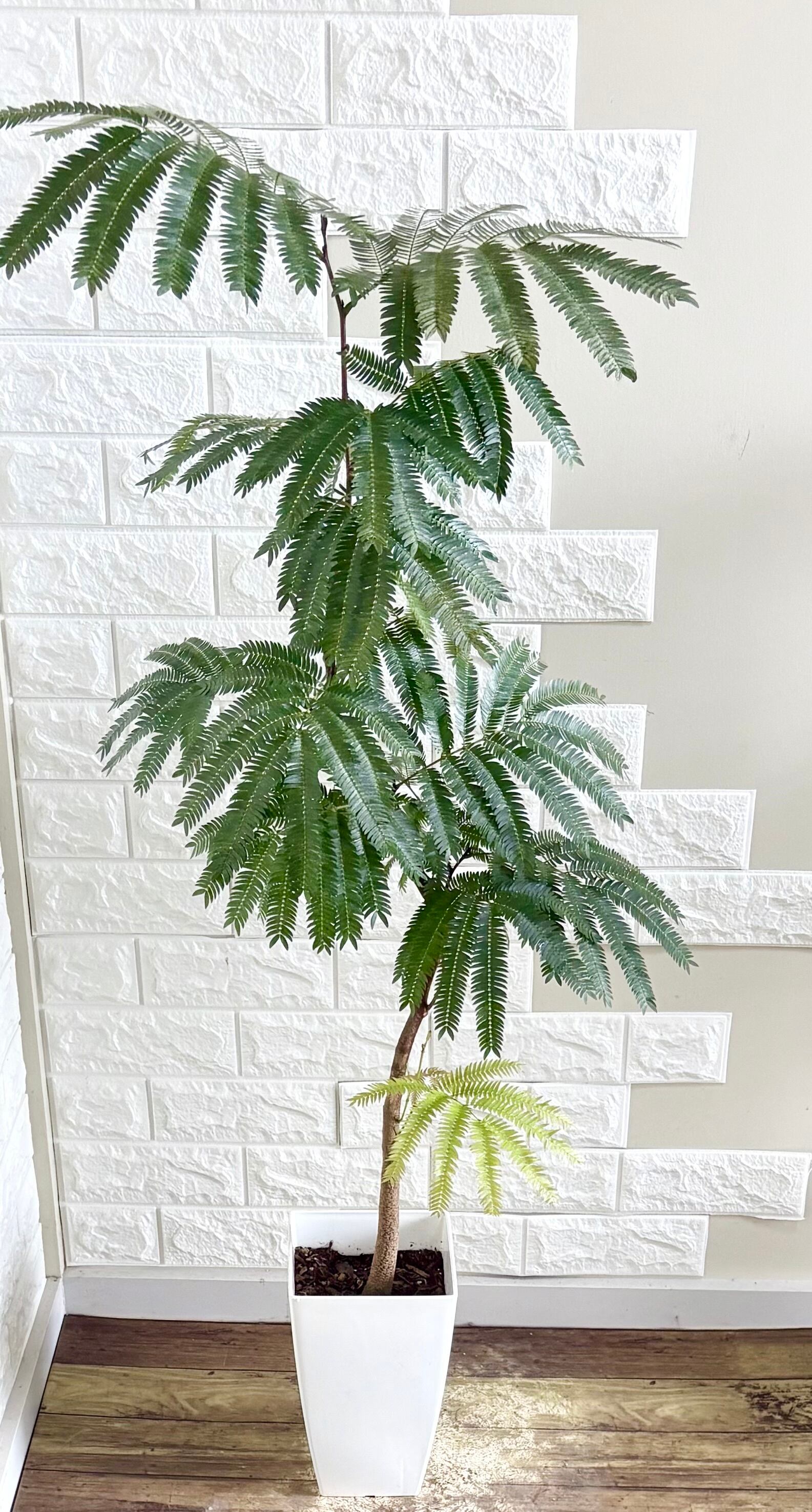 エバーフレッシュ⭐️曲がり⭐️観葉植物 | 観葉植物のお店 feerie