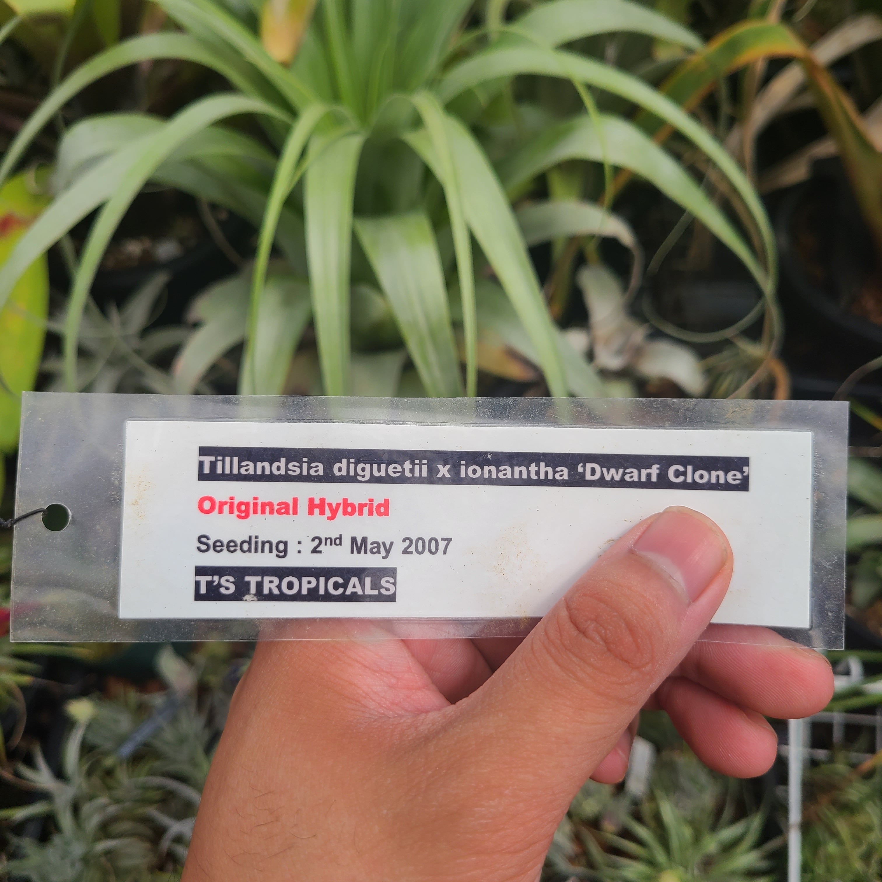 Tillandsia diguetii x ionantha 'Dwarf Clone' | PINEAPPLES