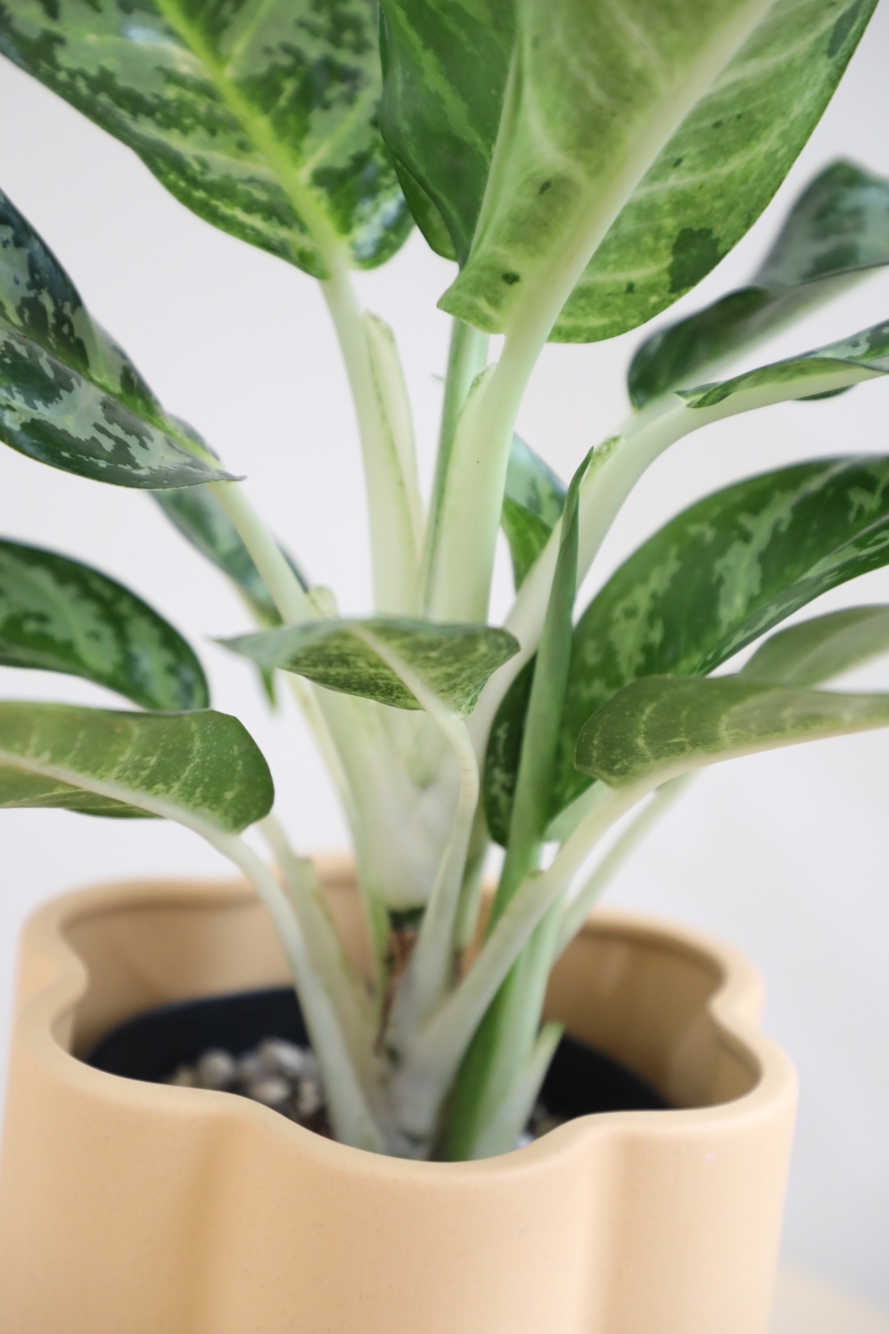 【S】アグラオネマ モラコツ/Aglaonema