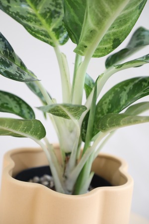 【S】アグラオネマ モラコツ/Aglaonema