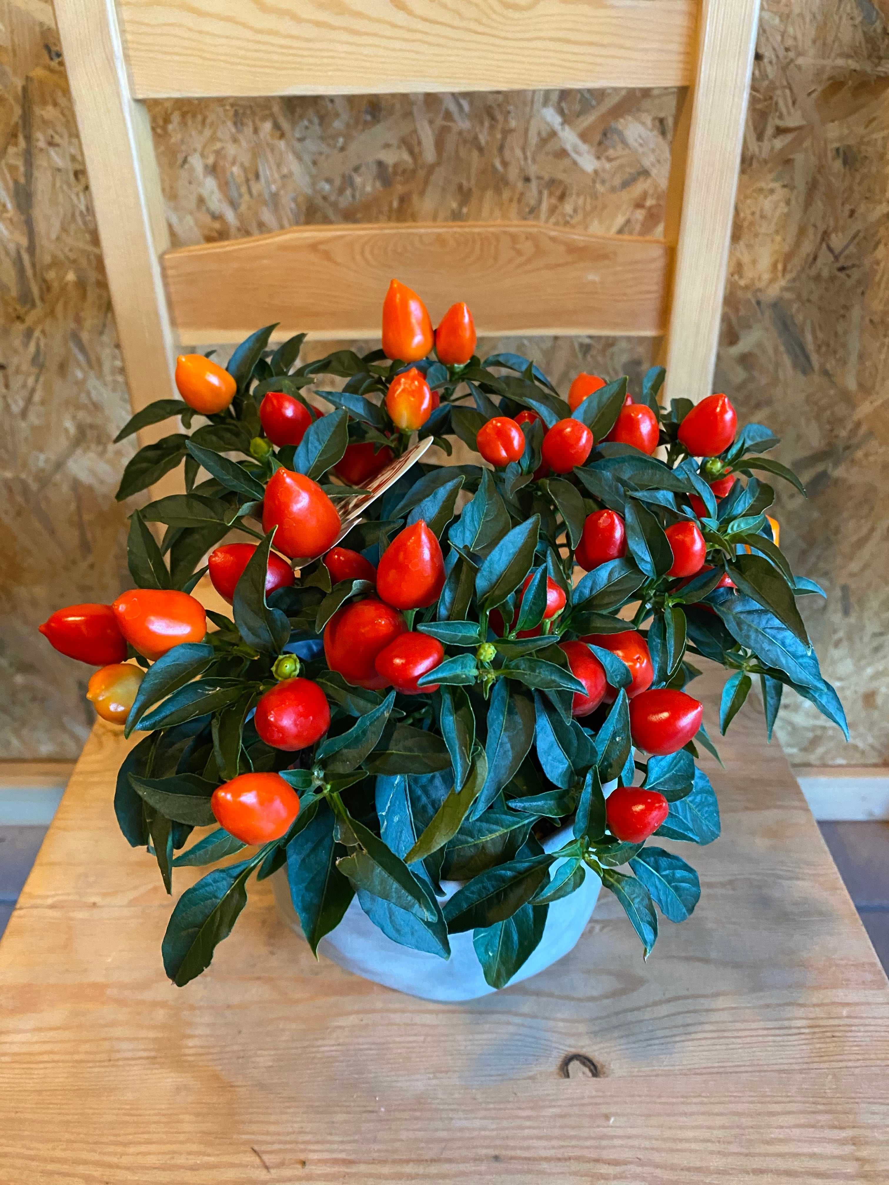 観賞用トウガラシ H20cm W!5cm 口径約10cm | Garden Varejo