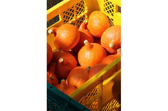 【加賀伝統野菜】打木赤皮甘栗かぼちゃ・1個(8/21発送開始)