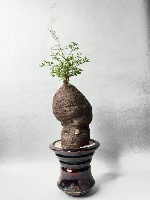 キフォステンマ・モンタグナッキー