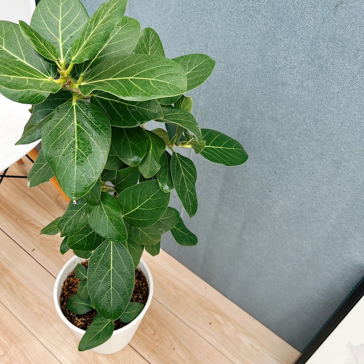 現品］81番 フィカス ベンガレンシス 曲がり 8号 観葉植物 室内 大型