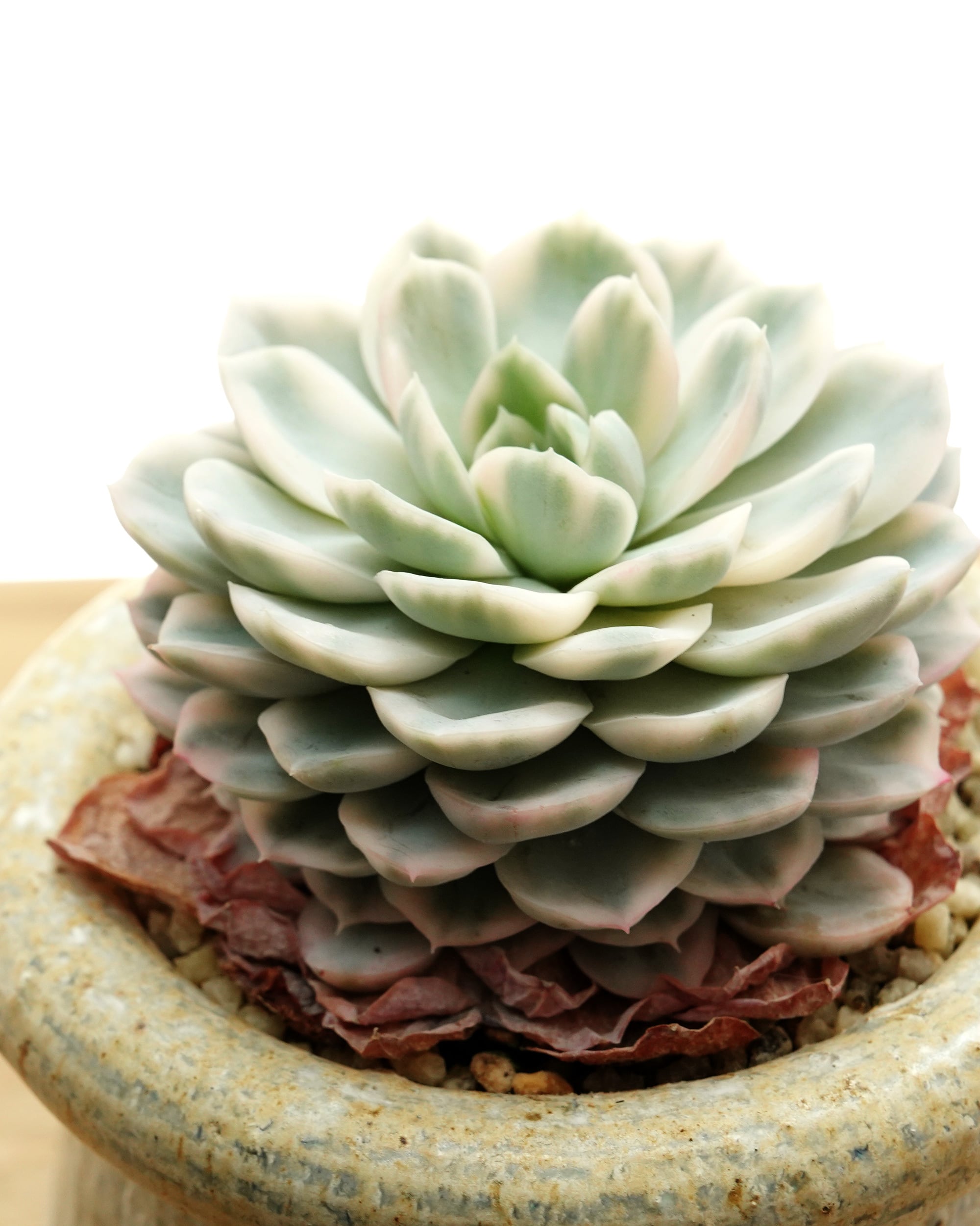 Top【選抜株】多肉植物　24785スノー　ラバー 48個　鉢無し/脱土 抜き苗 スノーボール錦 Echeveria 'Snowball Variegated' | PUKUBOOK