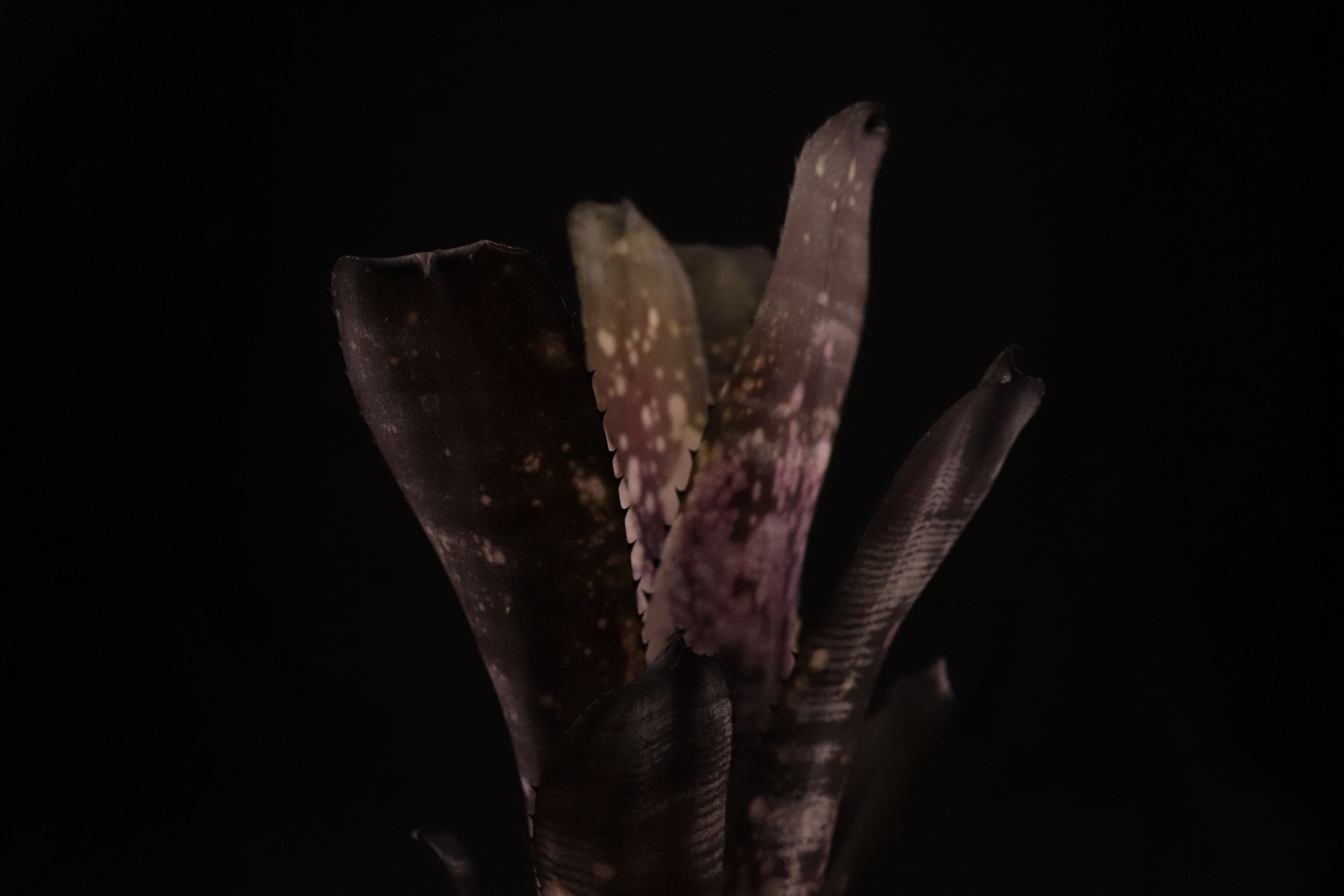 送料無料】Billbergia 'Mucho Mas'〔ビルベルギア〕現品発送B0165