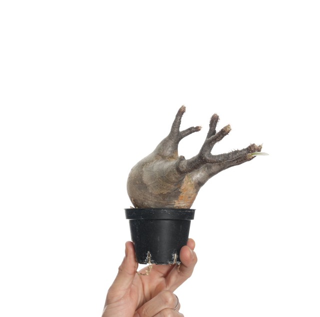 パキポディウム グラキリス no.3〈発根済み〉