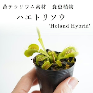 ハエトリソウ 'Holand Hybrid'【食虫植物】　苔テラリウム作製用素材