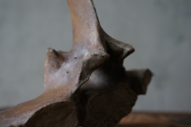 古代シカ脊椎骨　Deer Vertebra 1106