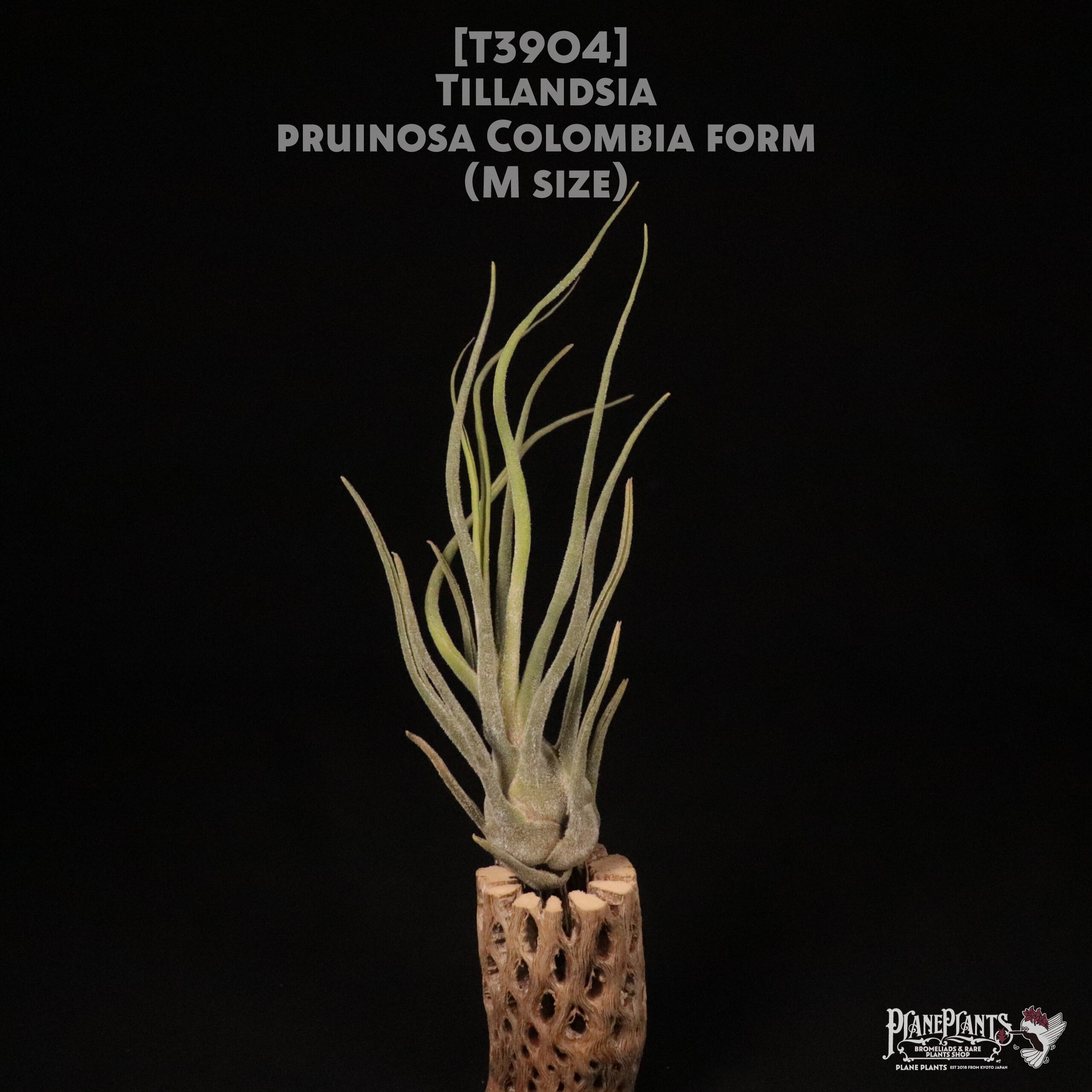 【送料無料】pruinosa Colombia form M〔エアプランツ〕現品発送T3904