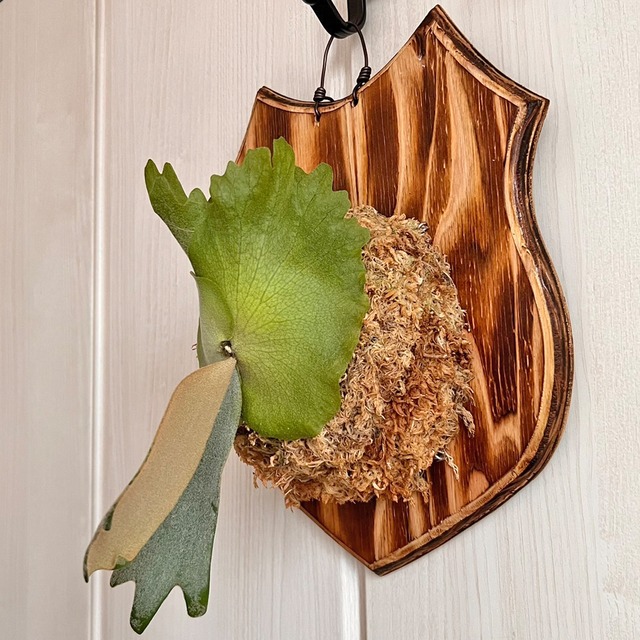 ビカクシダ ウィリンキー 板付 【観葉植物 室内 コウモリラン】