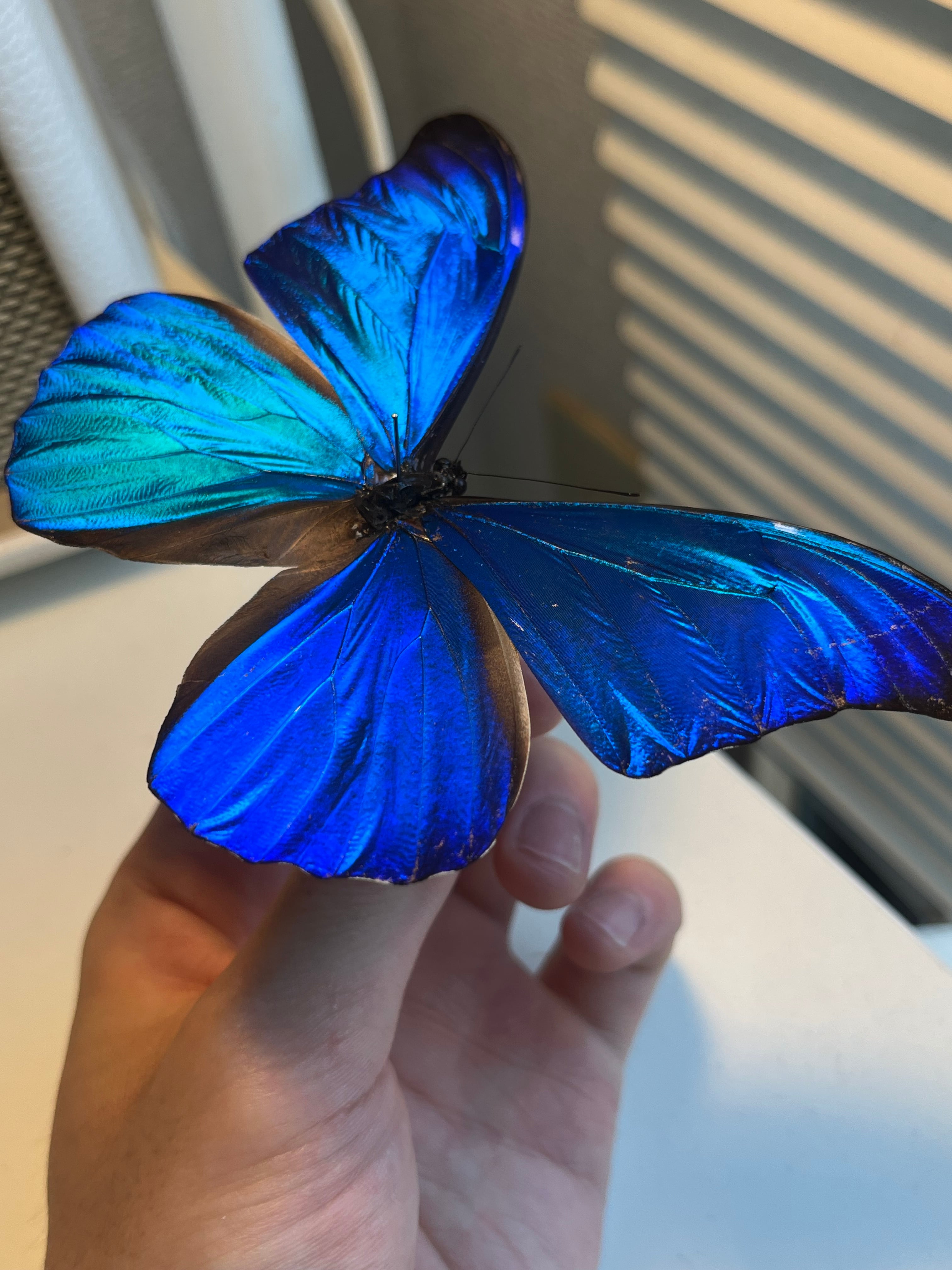 極美個体】レテノールモルフォ蝶 蛾ピカソモスモルフォチョウMorpho
