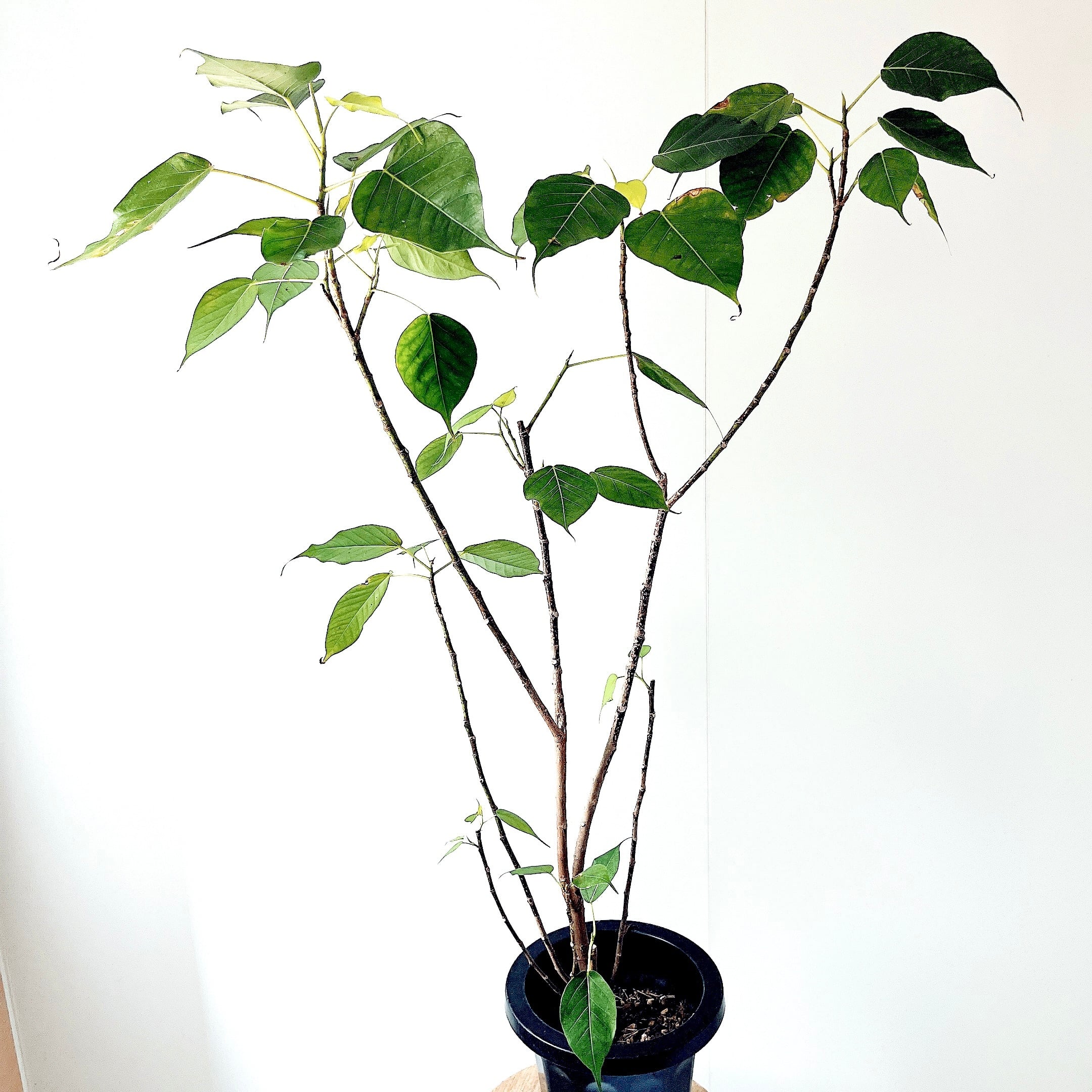 脇芽アリ】アロカシア ワトソニアナ ピンク斑入り Alocasia watsoniana