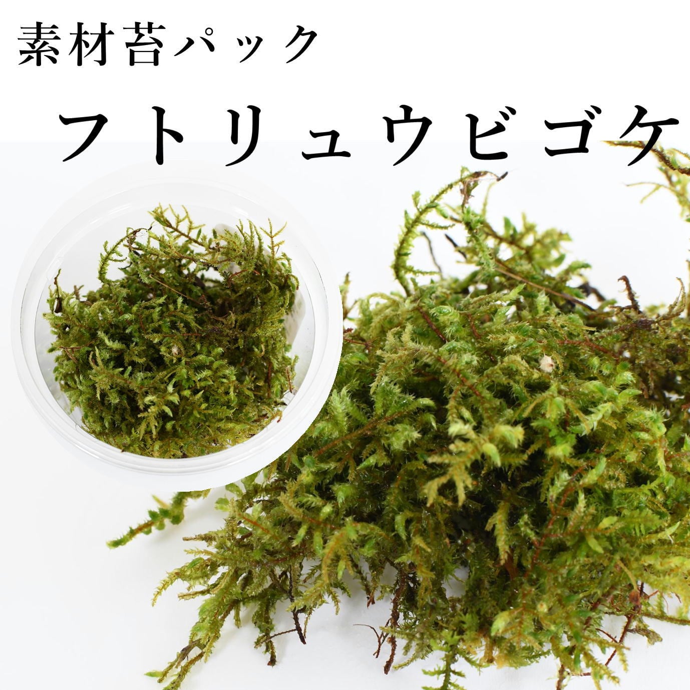 フトリュウビゴケ 苔テラリウム作製用素材苔