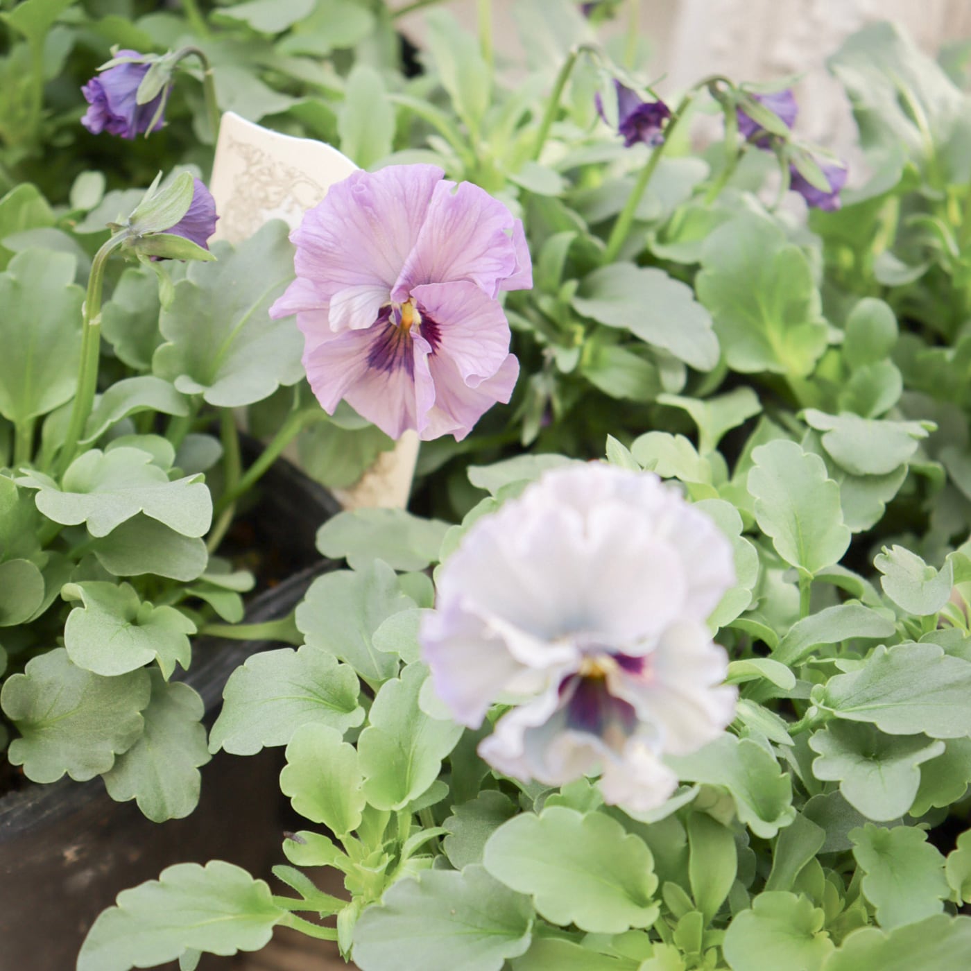 ビオラ『レディ』｜透け感のある花色が美しい 希少な育種ビオラ（残り