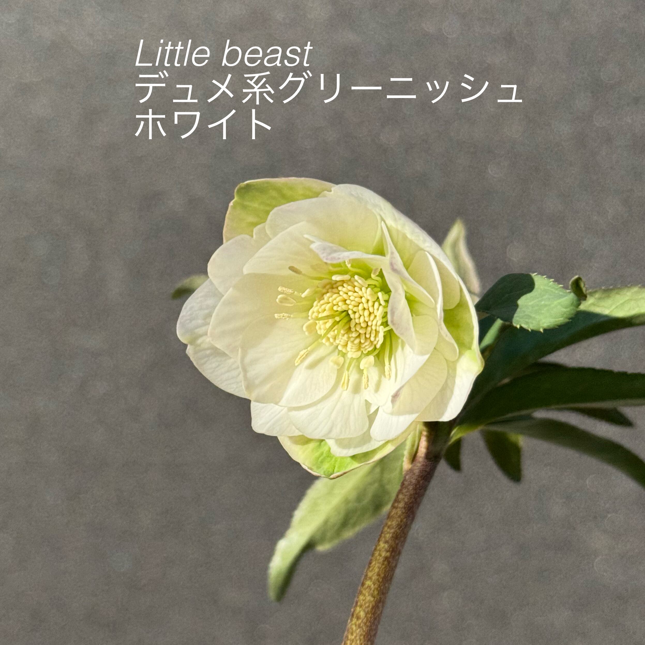 リトルビースト 開花充実株