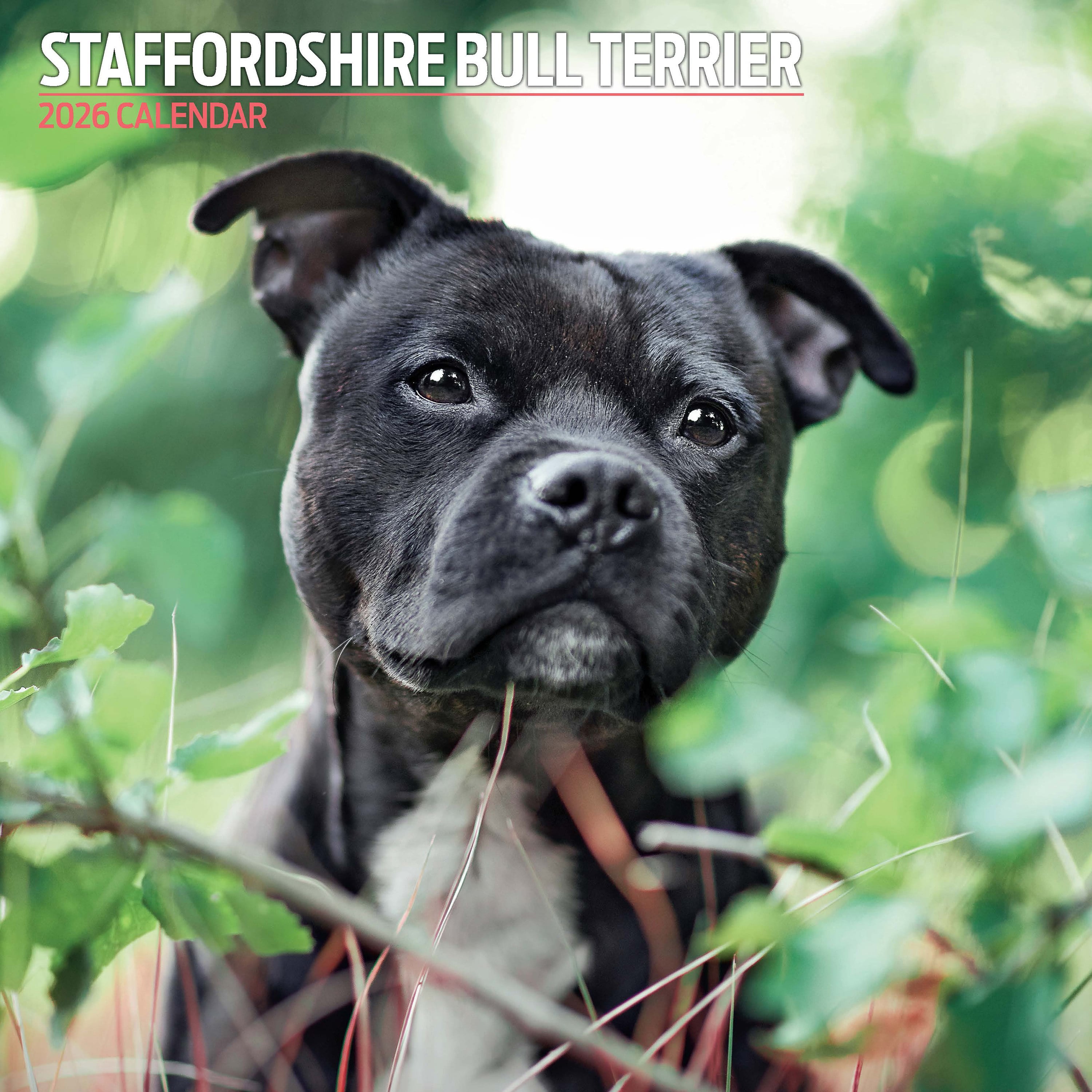 【2026年版】英国製犬種カレンダー【スタフォードシャー・ブルテリア Traditional】 2026年版