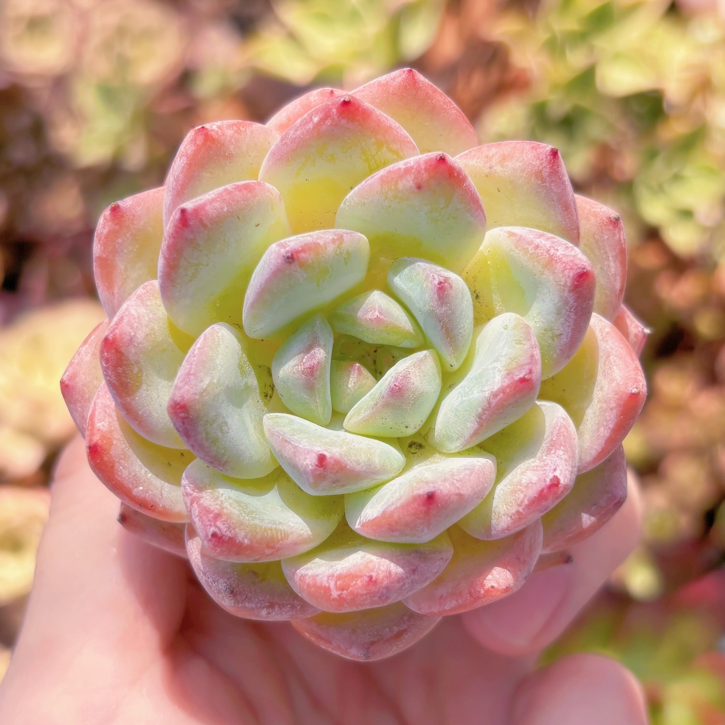 多肉植物　アマンドベリー　新入荷　るる農園