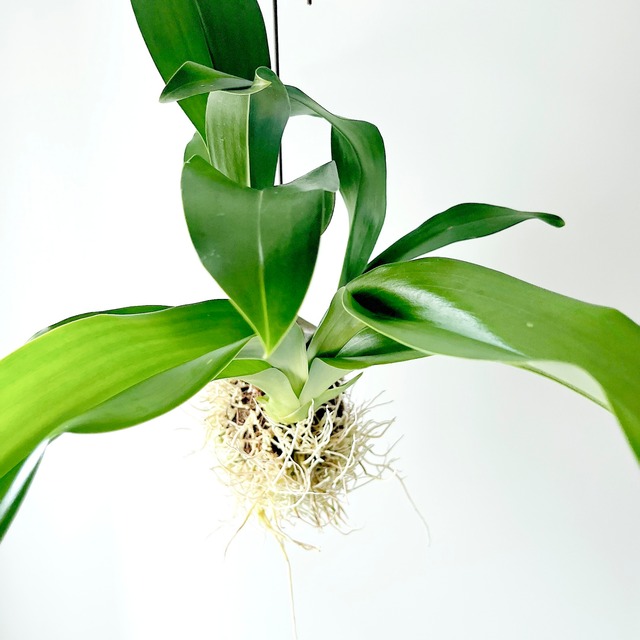 フィカス ビレンススノーストーム 観葉植物 calm cafe