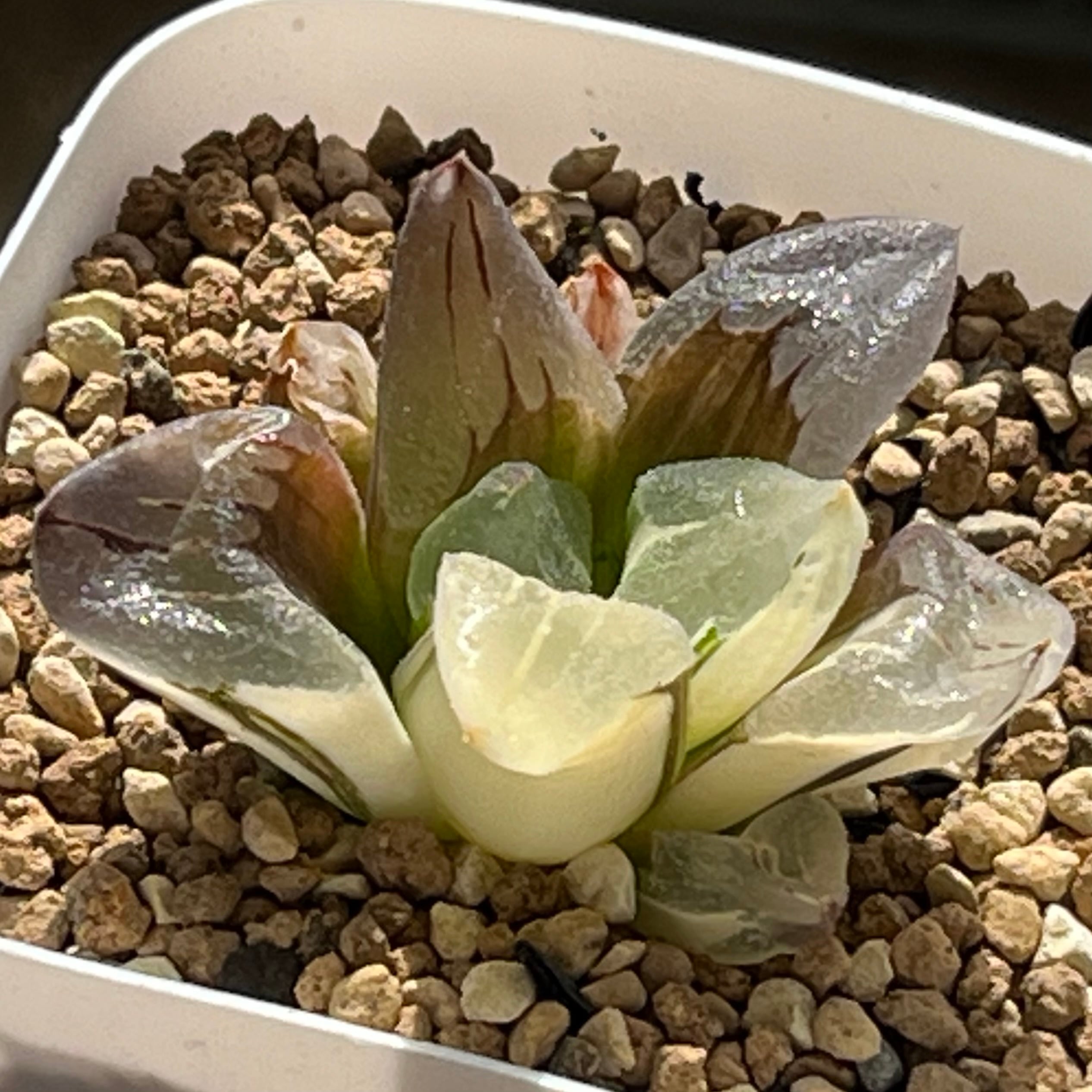 ハオルチア 緑焔 | mocono_plants