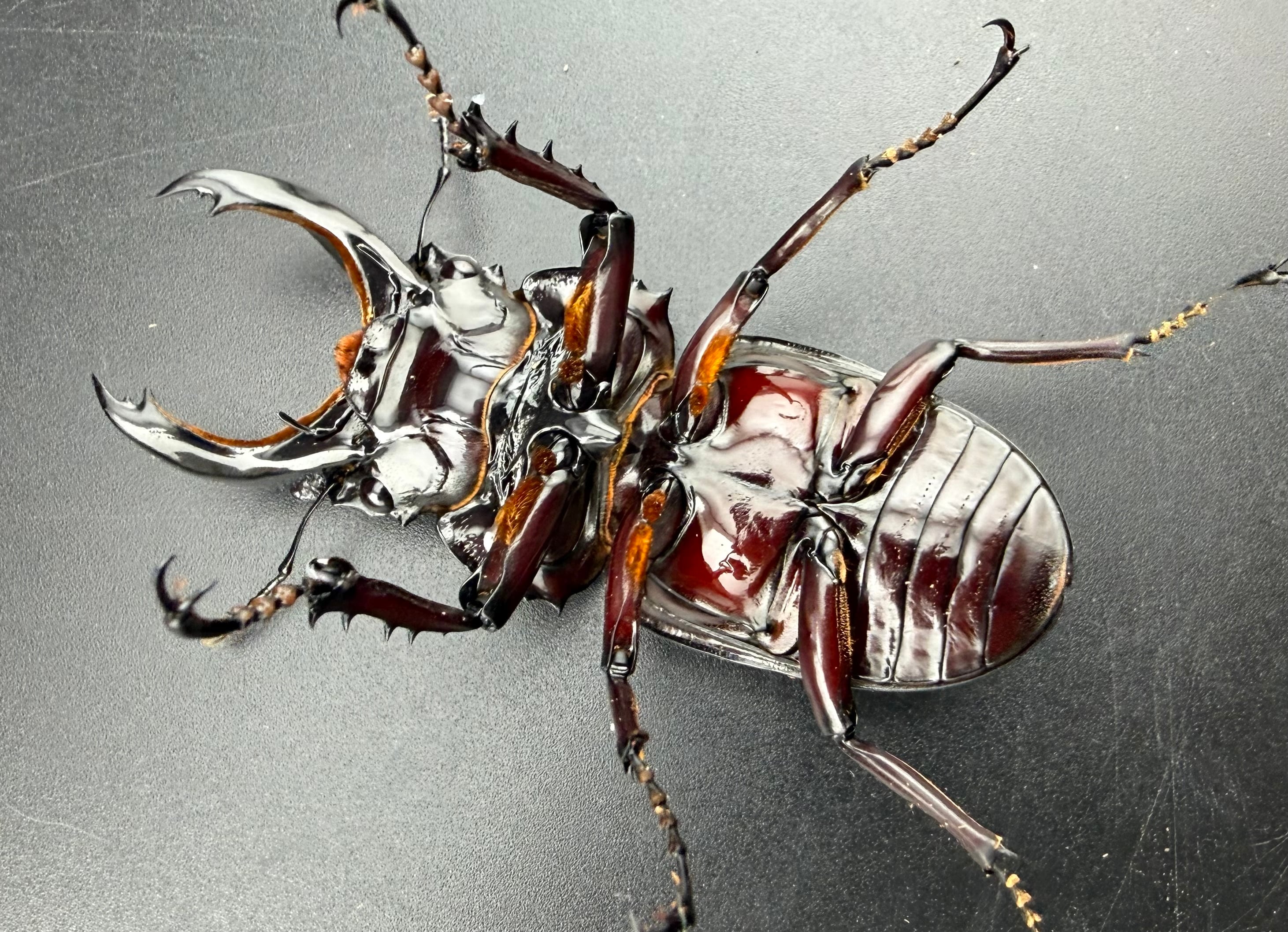 赤レギウスオオツヤクワガタ 66.5mm ♂単》 | KPW公式オンラインショップ