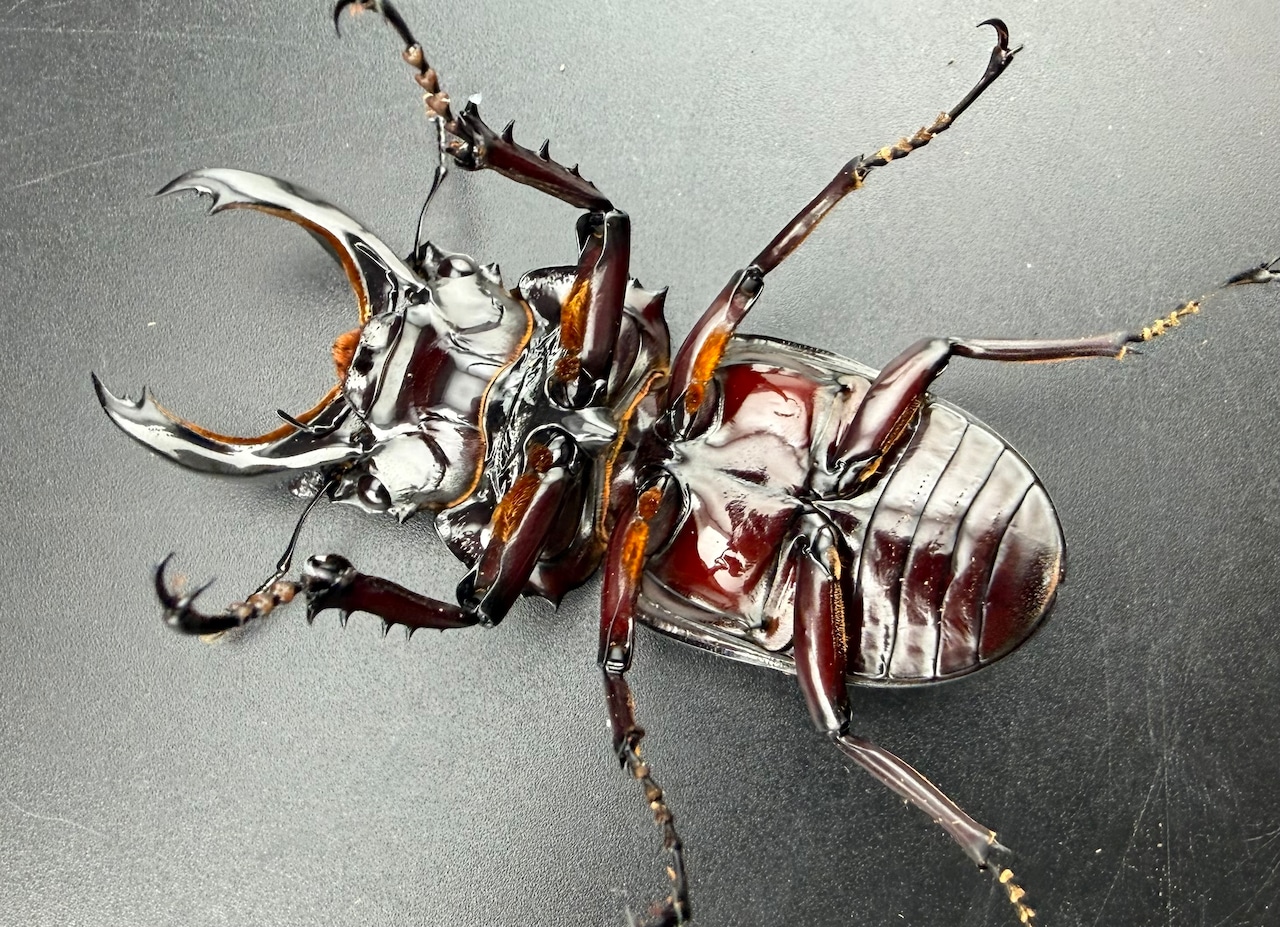 【赤目】《赤レギウスオオツヤクワガタ 66.5mm ♂単》