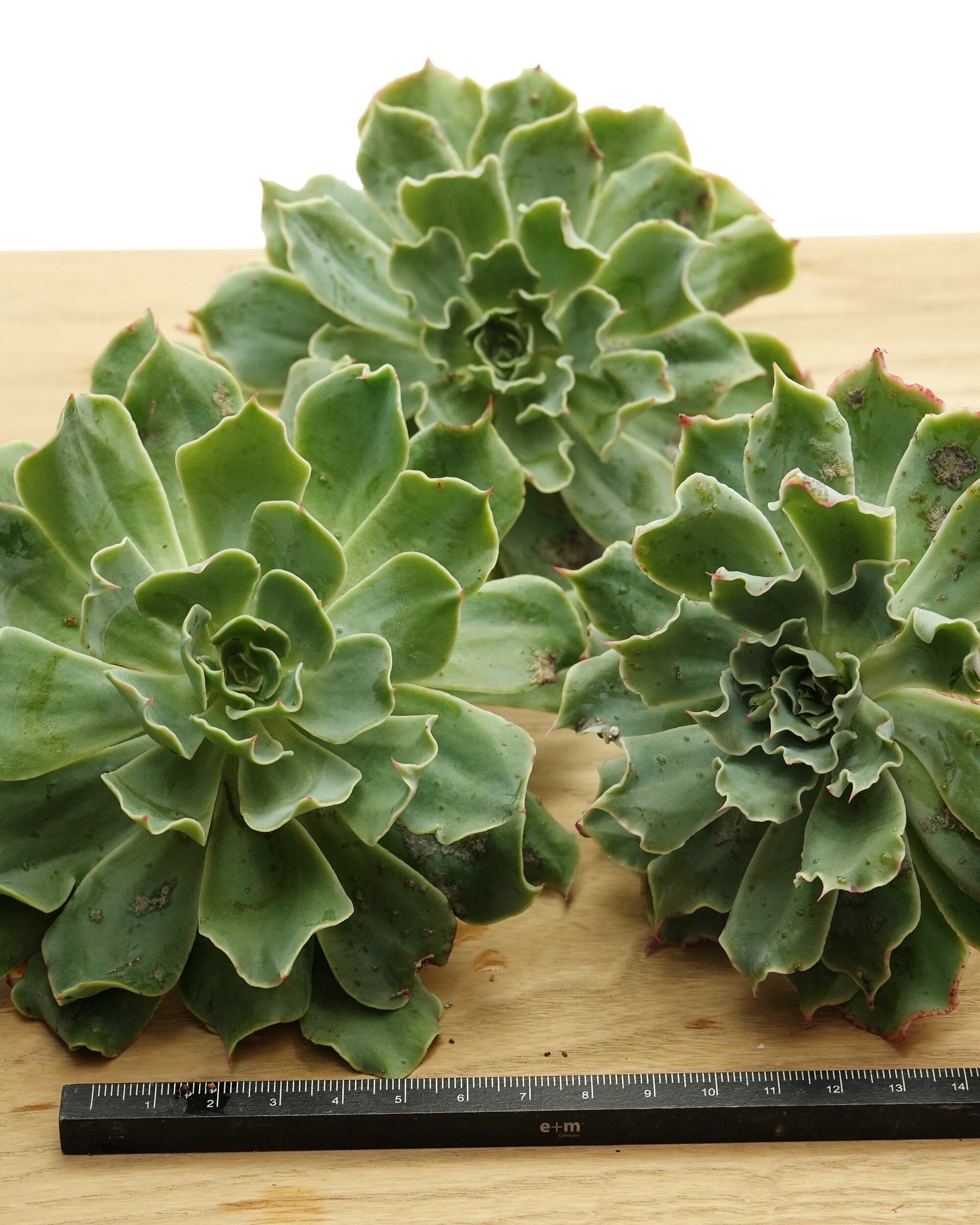 発根済カット苗 ツナミ Echeveria 'Tsunami' | PUKUBOOK SUCCULENTS