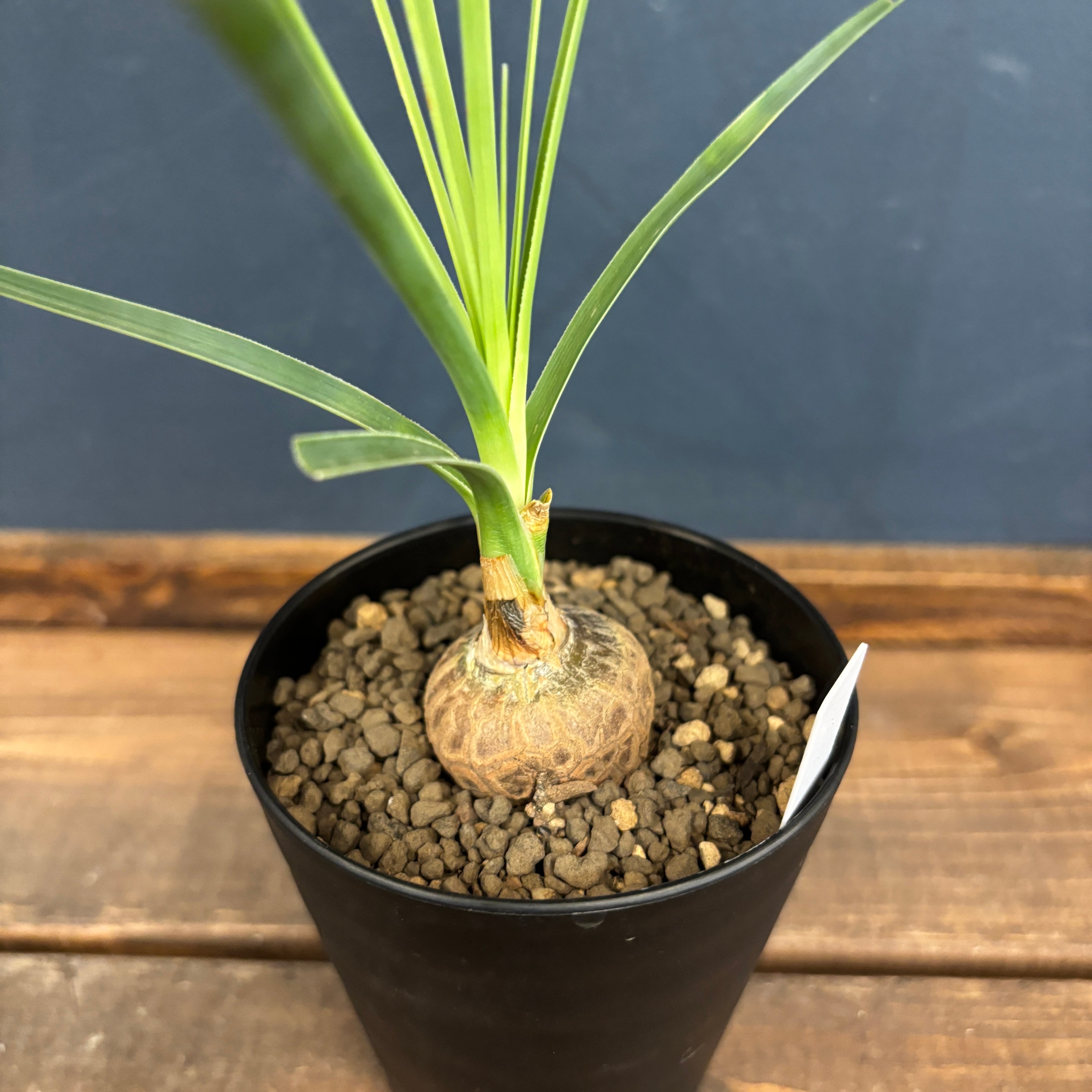 ボーカルネアグラキリス　大株　発根済 Beaucarnea gracilis【ボーカルネア・グラキリス】 | RIMO'S GREEN