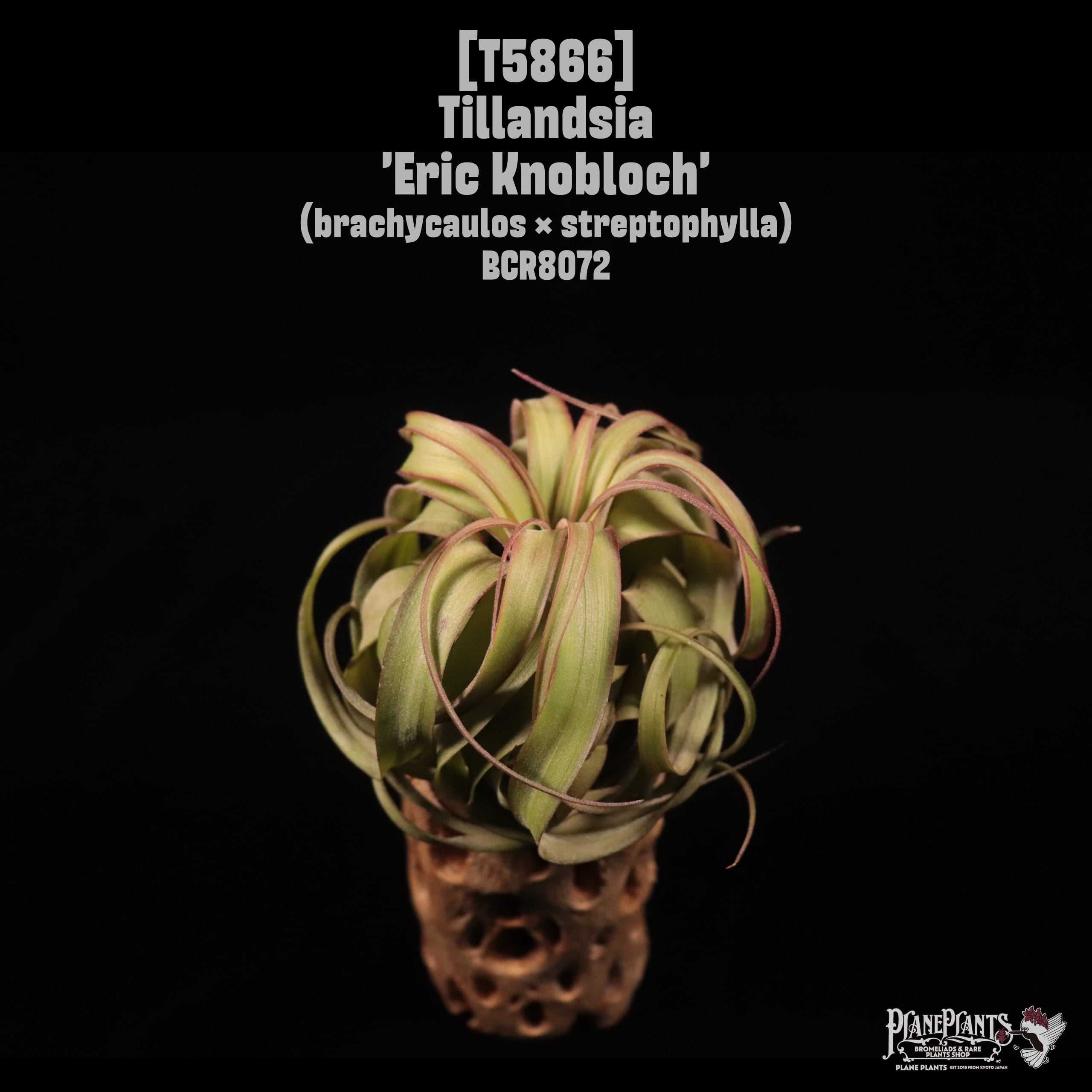Tillandsia 'Eric Knobloch'〔ティランジア〕T5866