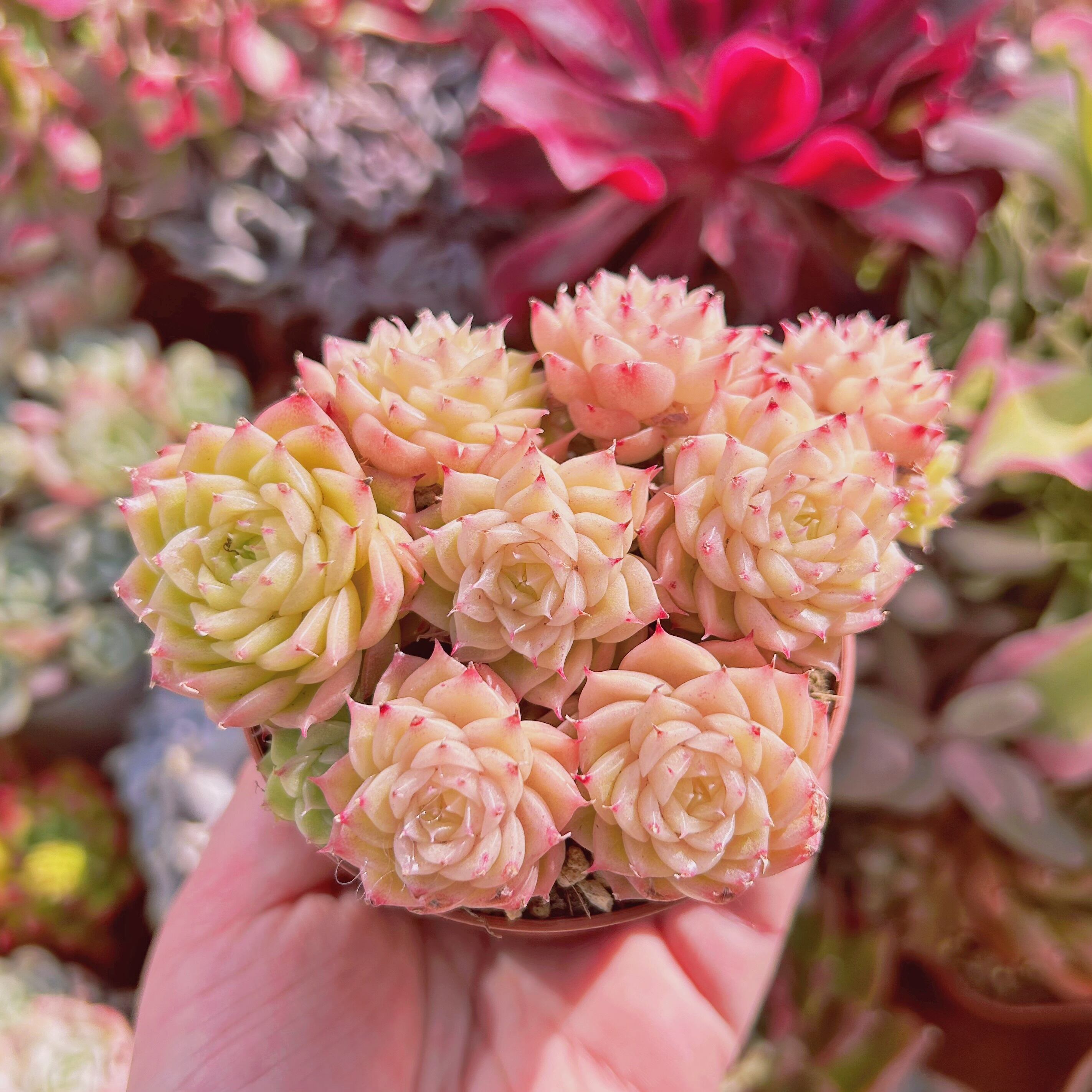 569現物 多肉植物 ミスティ | るる農園~多肉植物専門