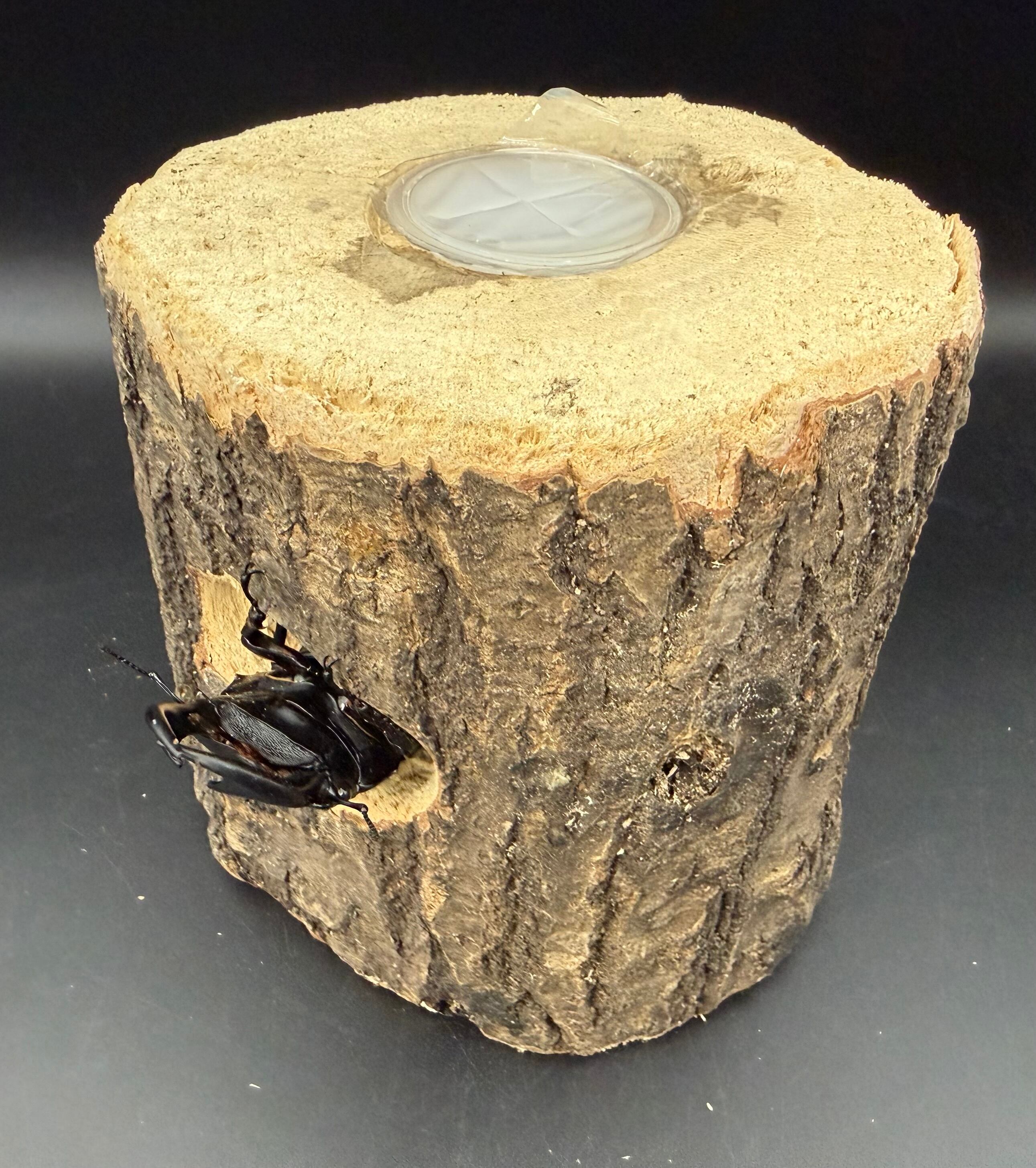 ゼリー穴付き原木シェルター クワガタのお部屋（クワ部屋） | KPW公式