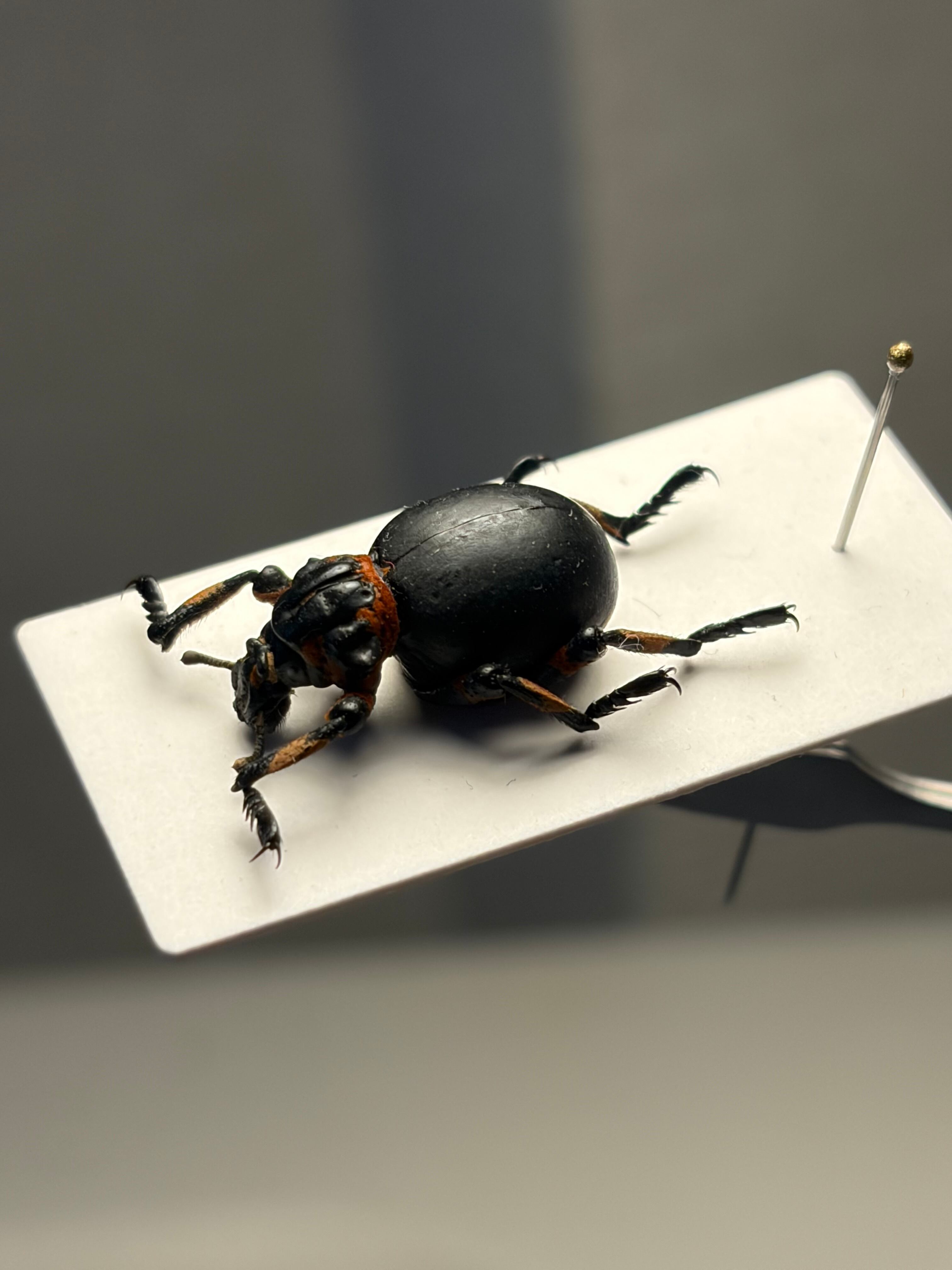 15mm】ガスマスクをつけた特殊部隊のような顔つきのBrachycerus sp