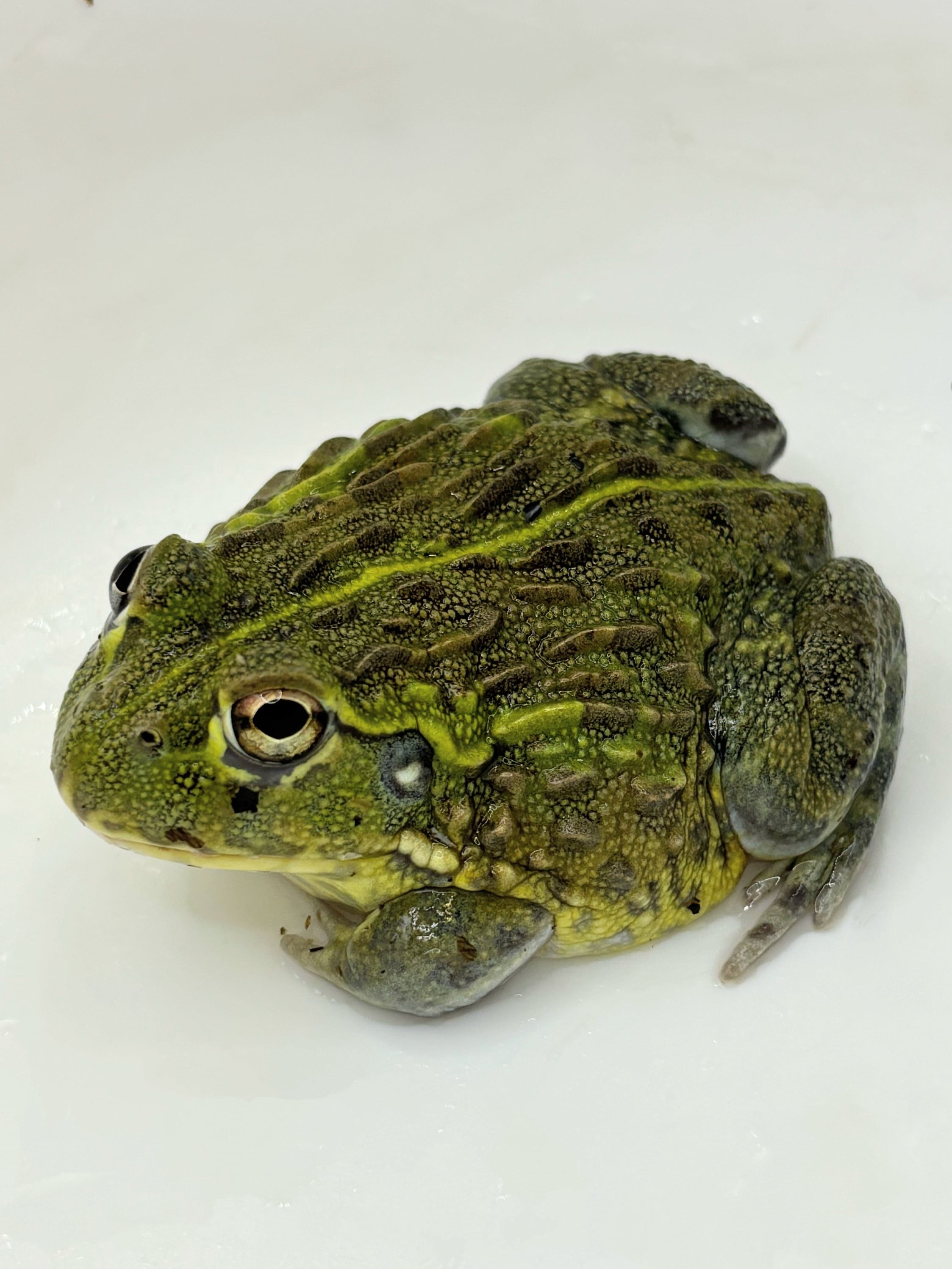 アフリカウシガエル⑤ 1匹 | まるころ商店〜まるくてころころした