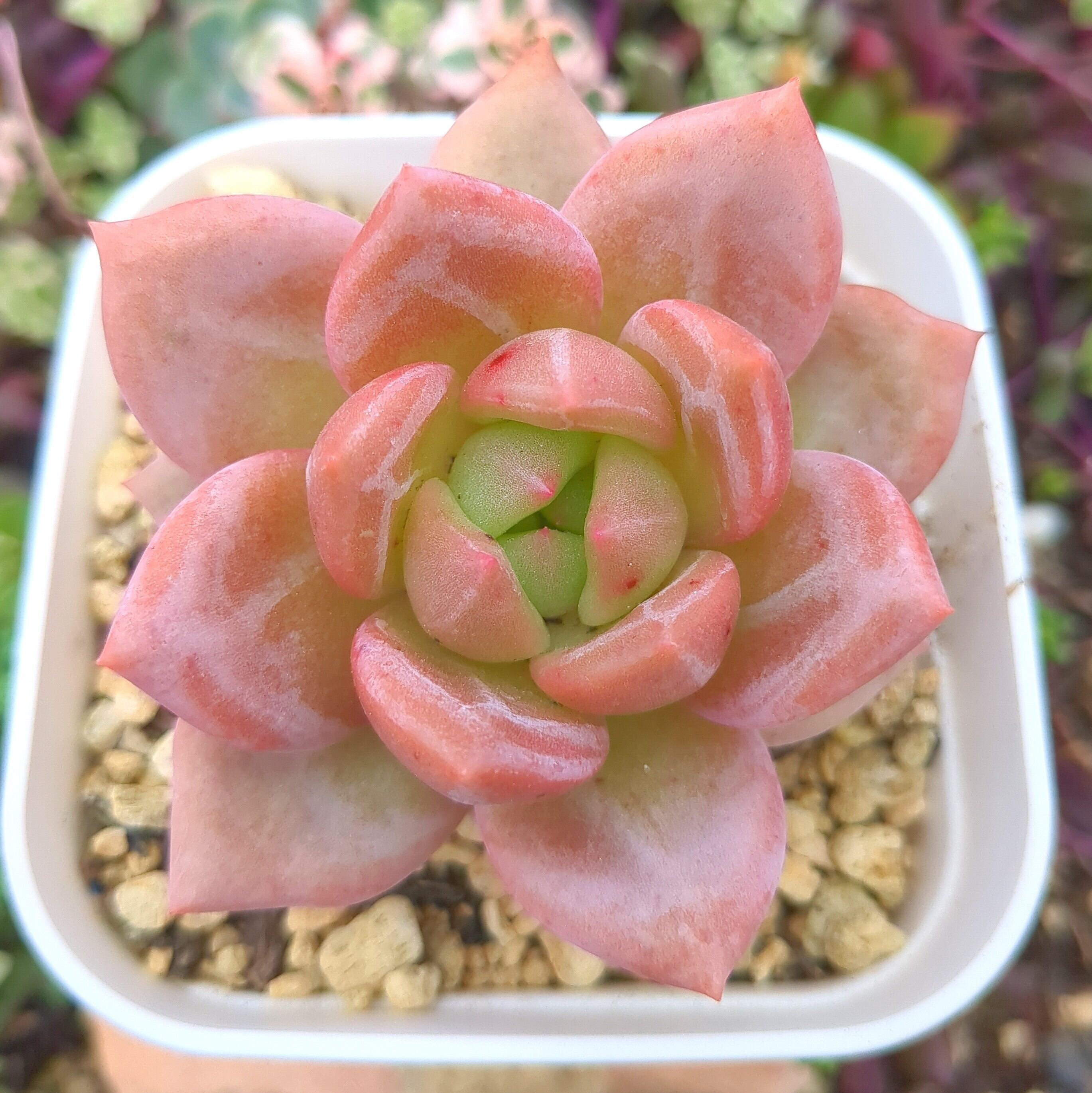 エケベリア シャーロット （抜き苗） | 多肉植物のネットショップ ST Farm