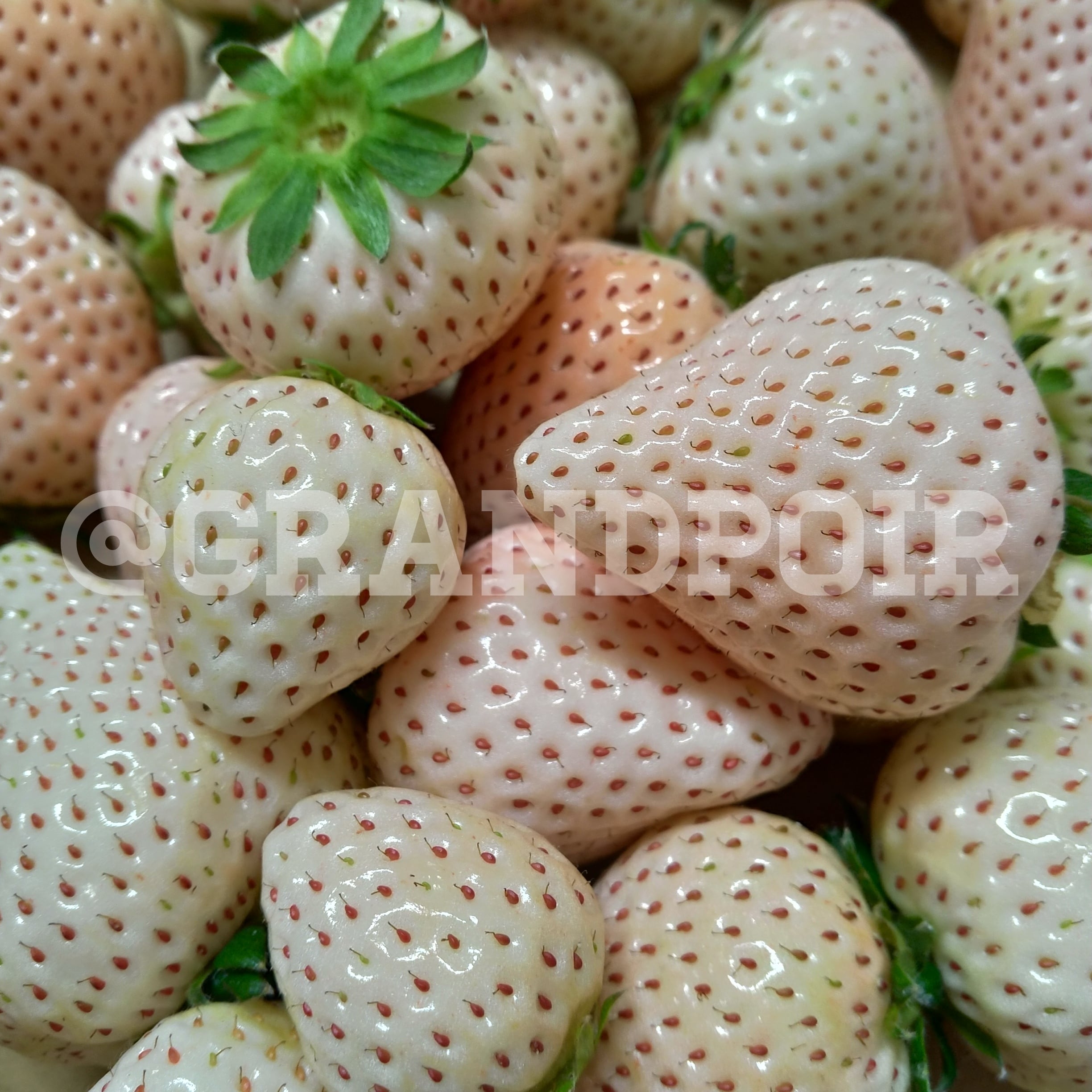 雪うさぎ（白いちご）フルーツクーベルチュールクラフトチョコレート