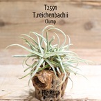 【送料無料】reichenbachii clump〔エアプランツ〕現品発送T2591